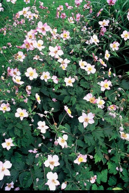24x Japanische Herbstanemone - Anemone tom. 'Robustissima' | ↕10-25cm | Ø9cm
