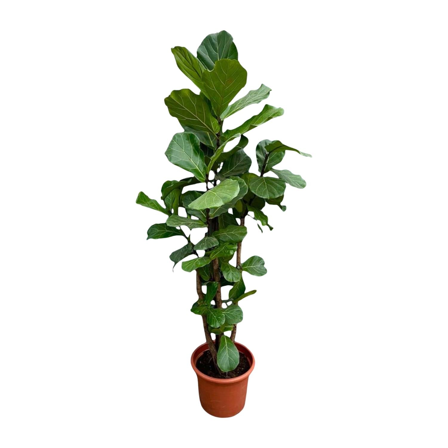 Ficus Lyrata vertakt - Geigenfeige XXL | 220 cm | Ø40 cm