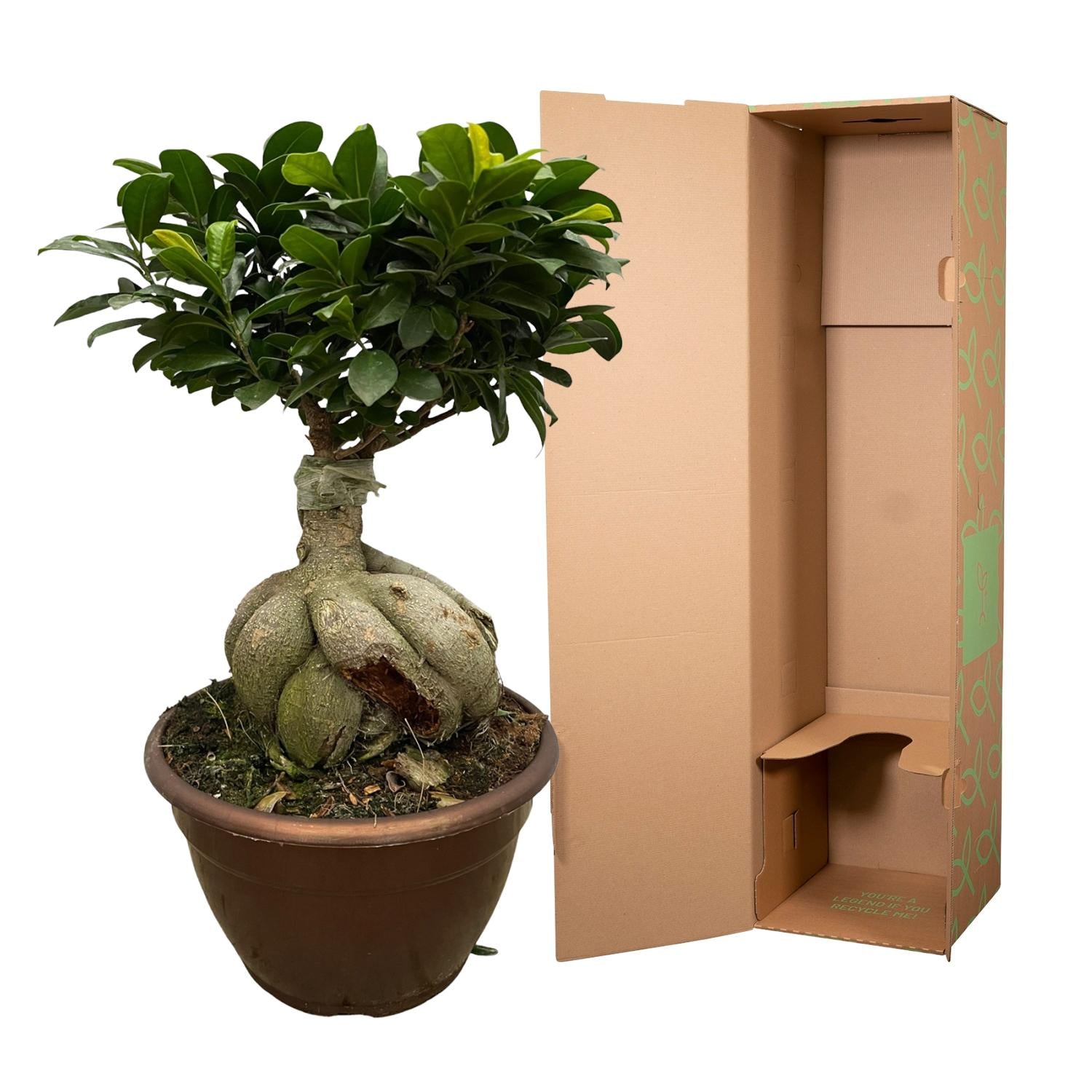 Bonsai-Feige - Ficus Microcarpa Ginseng | 50 cm | Ø25cm