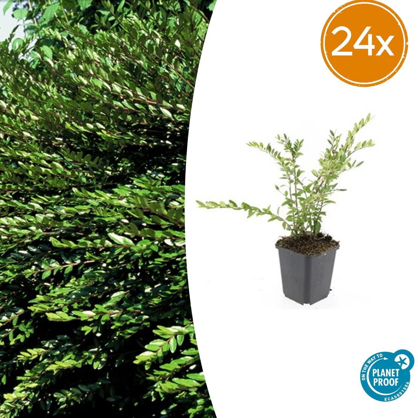 24x Heckenkirsche - Lonicera pileata | 10-25cm | Ø9cm