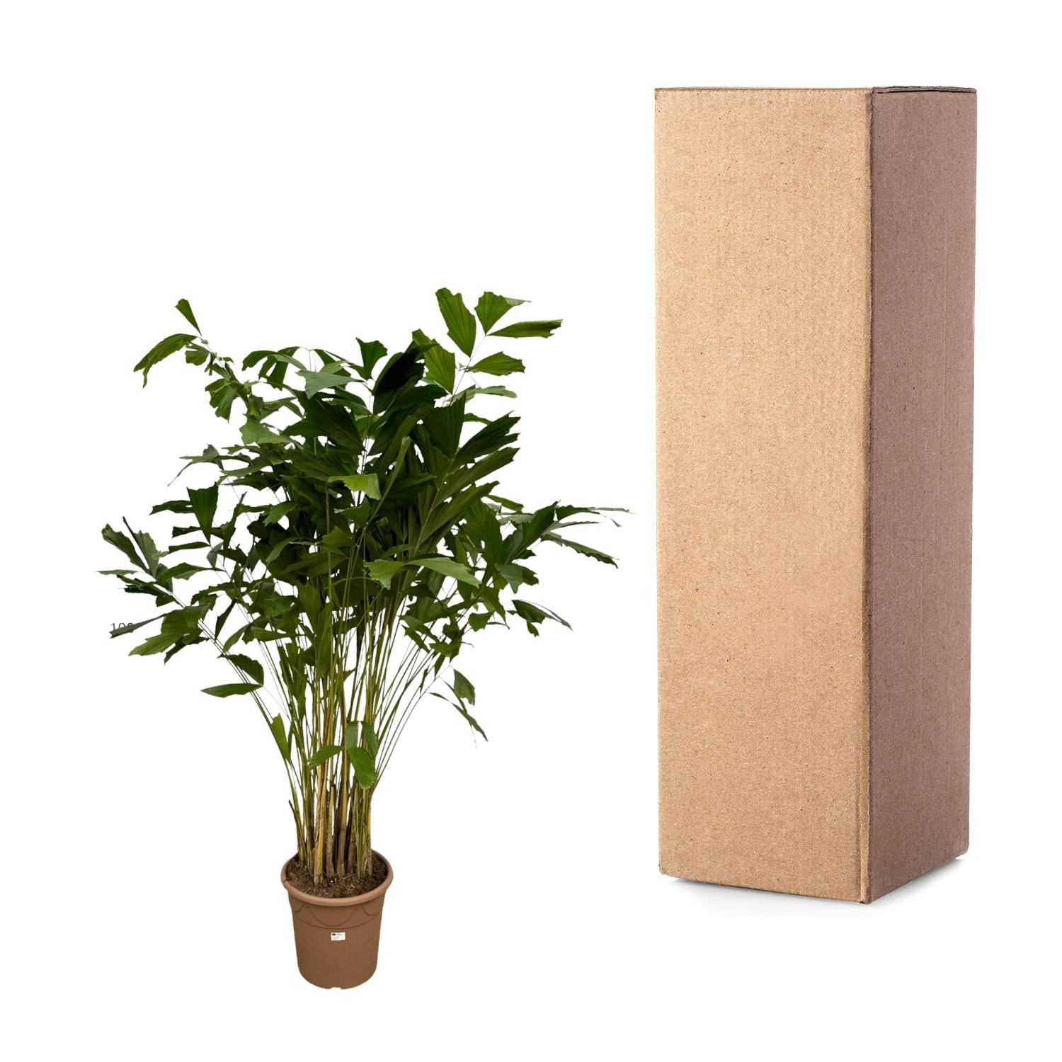 Fischschwanzpalme - Caryota Mitis | 250 cm | Ø32cm