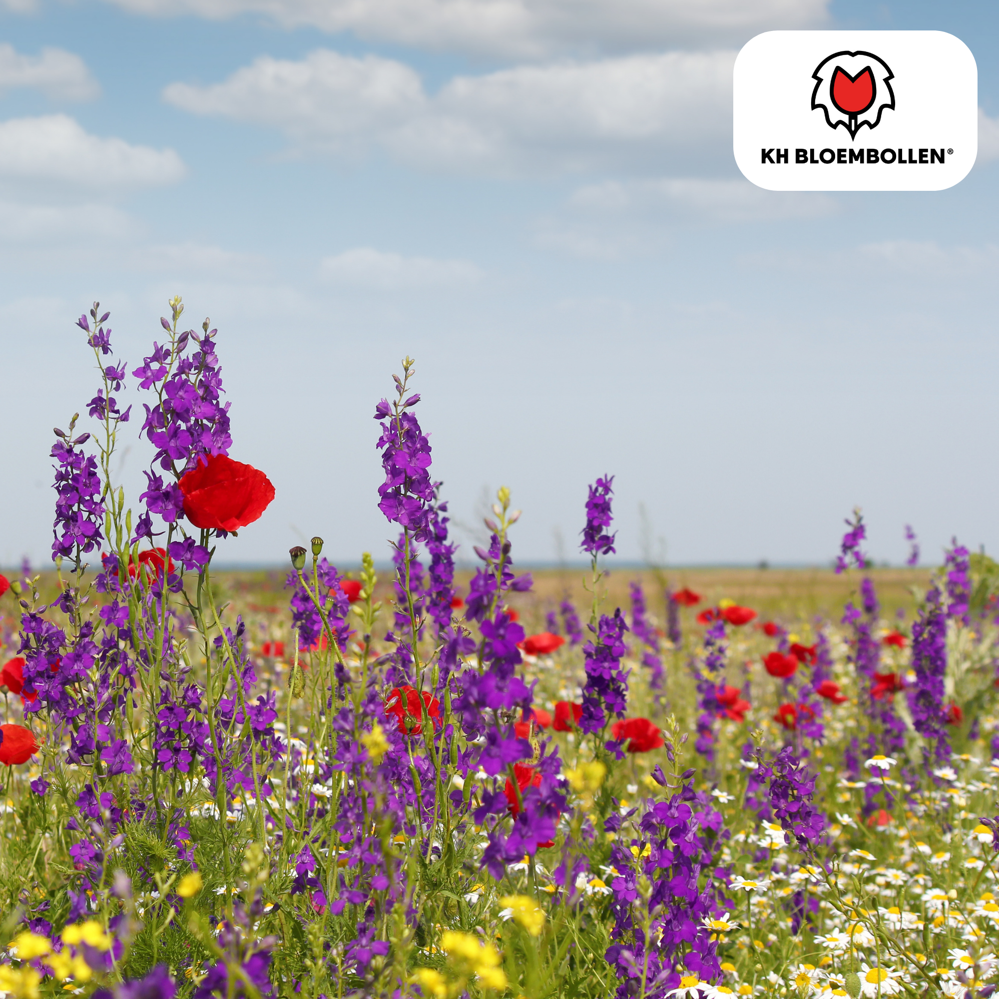 Wildblumen-Saatgutmischung – 100 g | Für Bienen, Schmetterlinge & Biodiversität | ca. 30–50 m²
