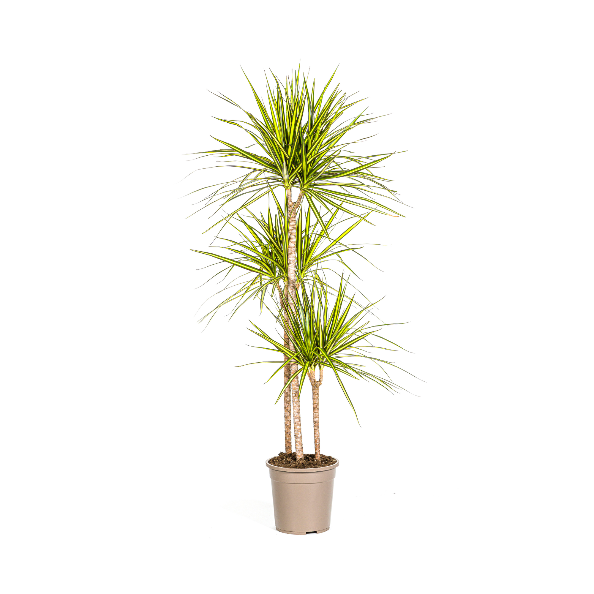 Drachenbaum - Dracaena Marginata Sunray | 130 - 150cm | Ø24cm