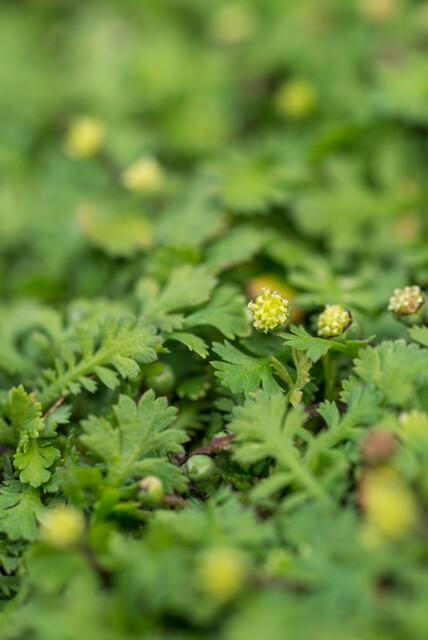 48x Braunes Fiederpolster - Leptinella squalida | 10-25cm | Ø9cm