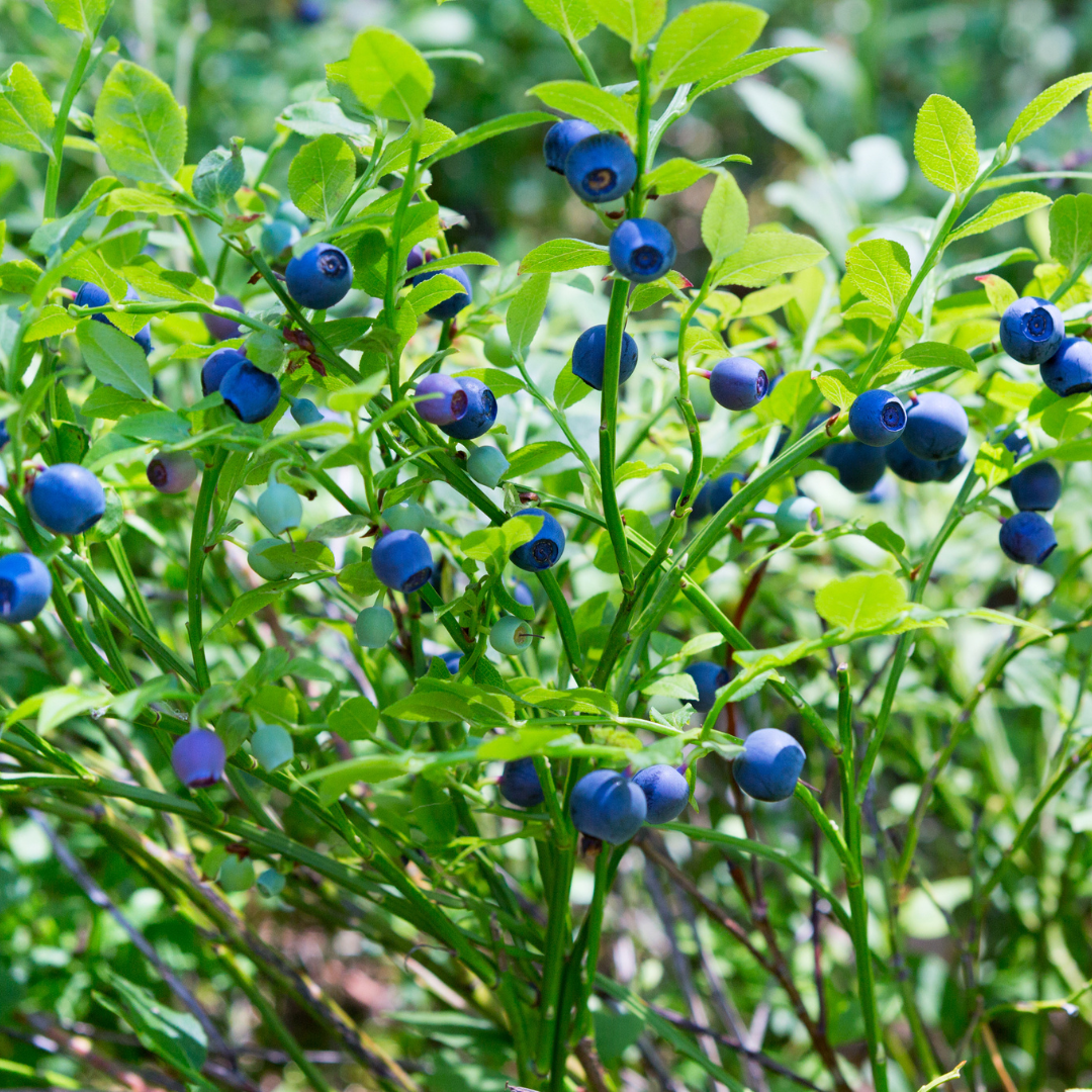 3x Heidelbeerpflanzen Blaubeere – Vaccinium corymbosum | 20 cm | Topf Ø13 cm