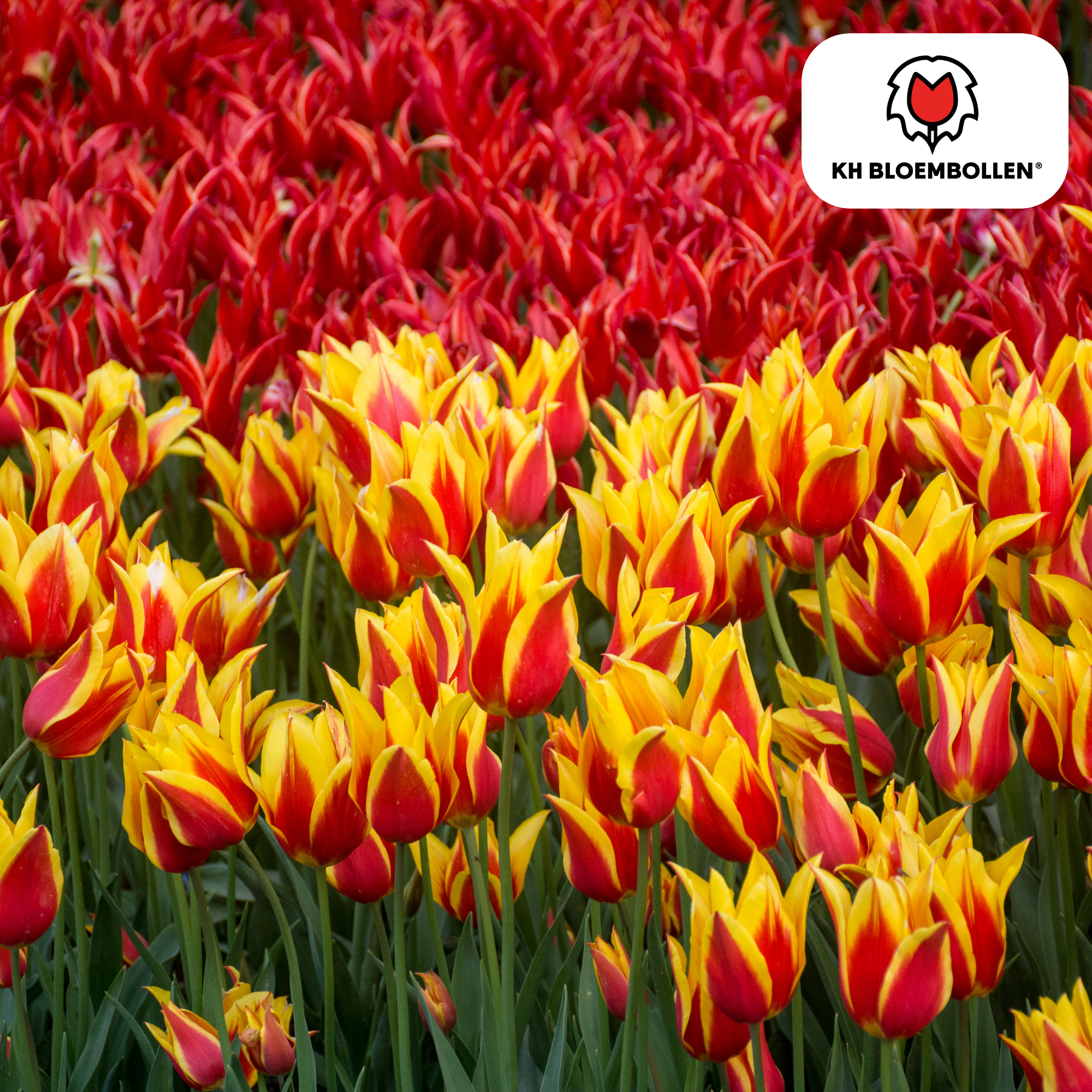 Tulpenzwiebeln Fire Wings – 20 Stück |Größe 11/12