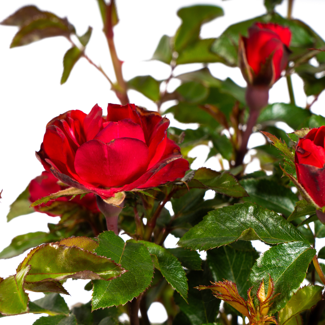 Zepeti-Rose - Rosa Zepeti | 35-40 cm | Ø19 cm