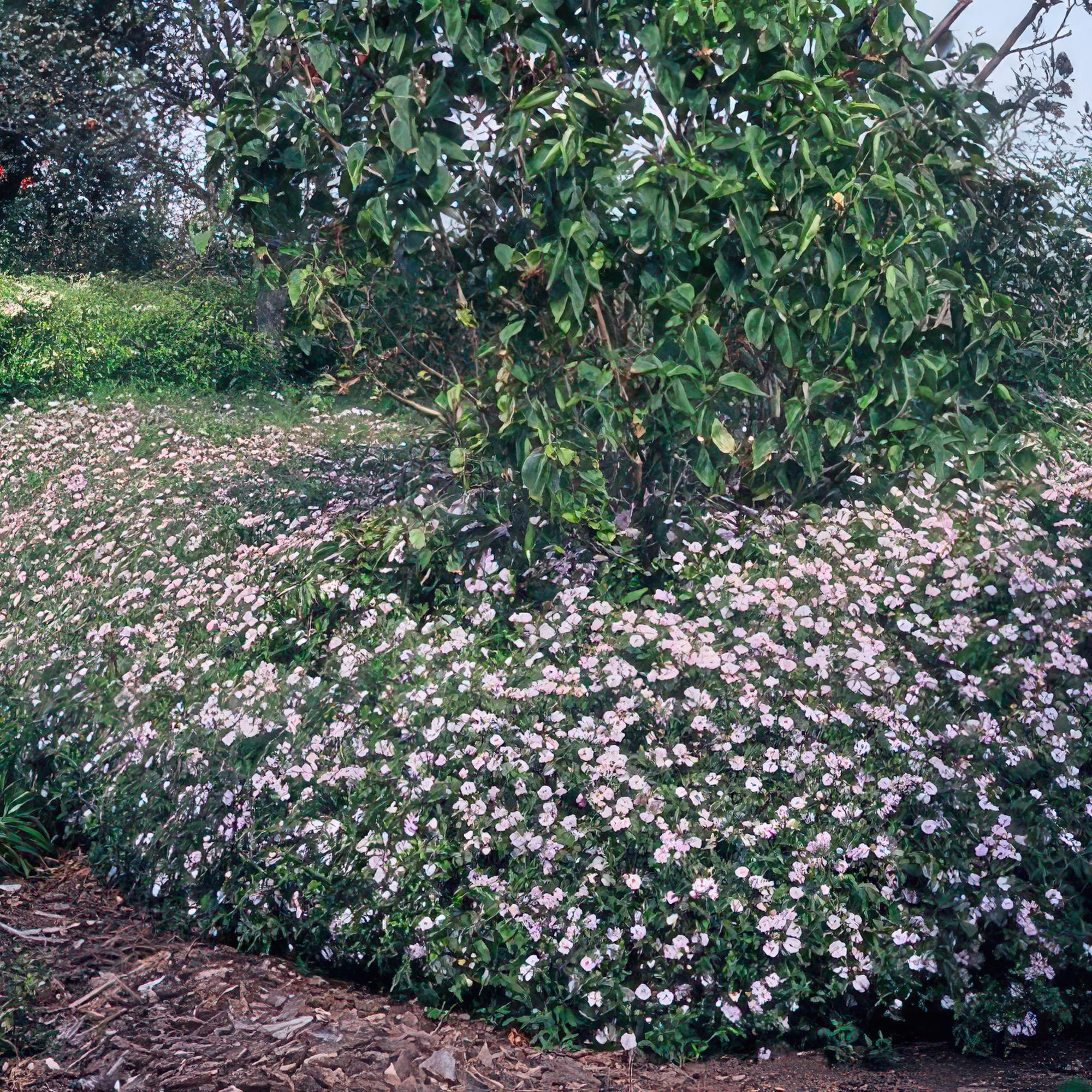 24x Herbstaster - Aster ageratoides 'Asran' | 10-25cm | Ø9cm