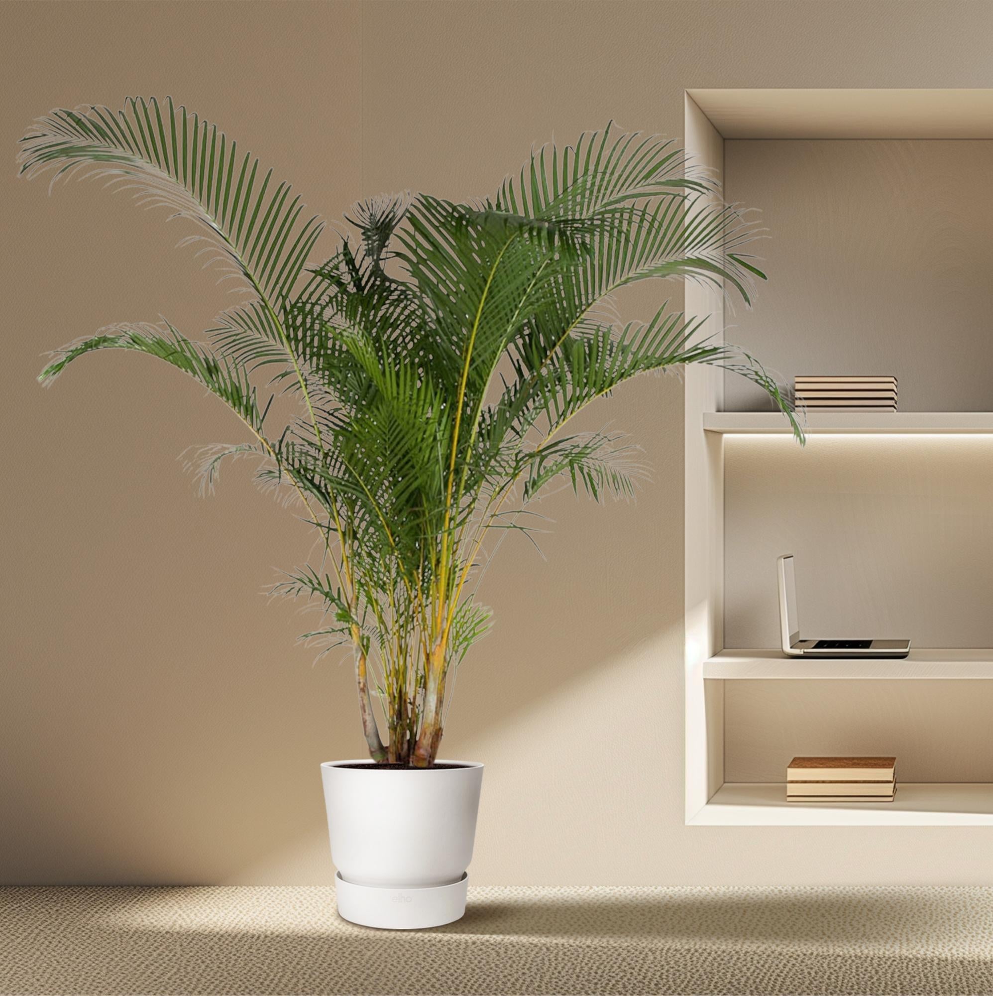 Dypsis Lutescens - Goldfruchtpalme XXL | 240 cm | Ø48 cm