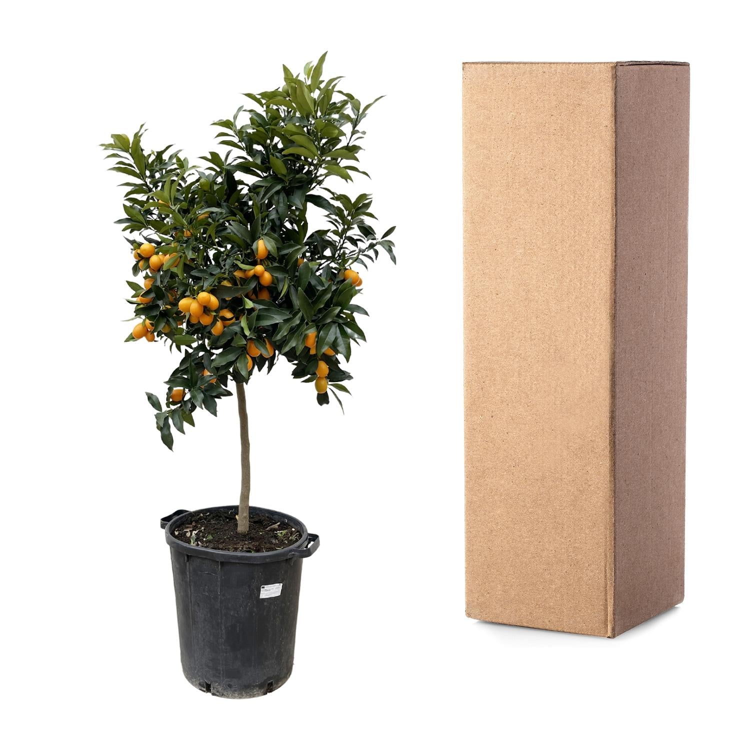 Kumquatbaum - Citrus Kumquat | 150 cm | Ø40 cm