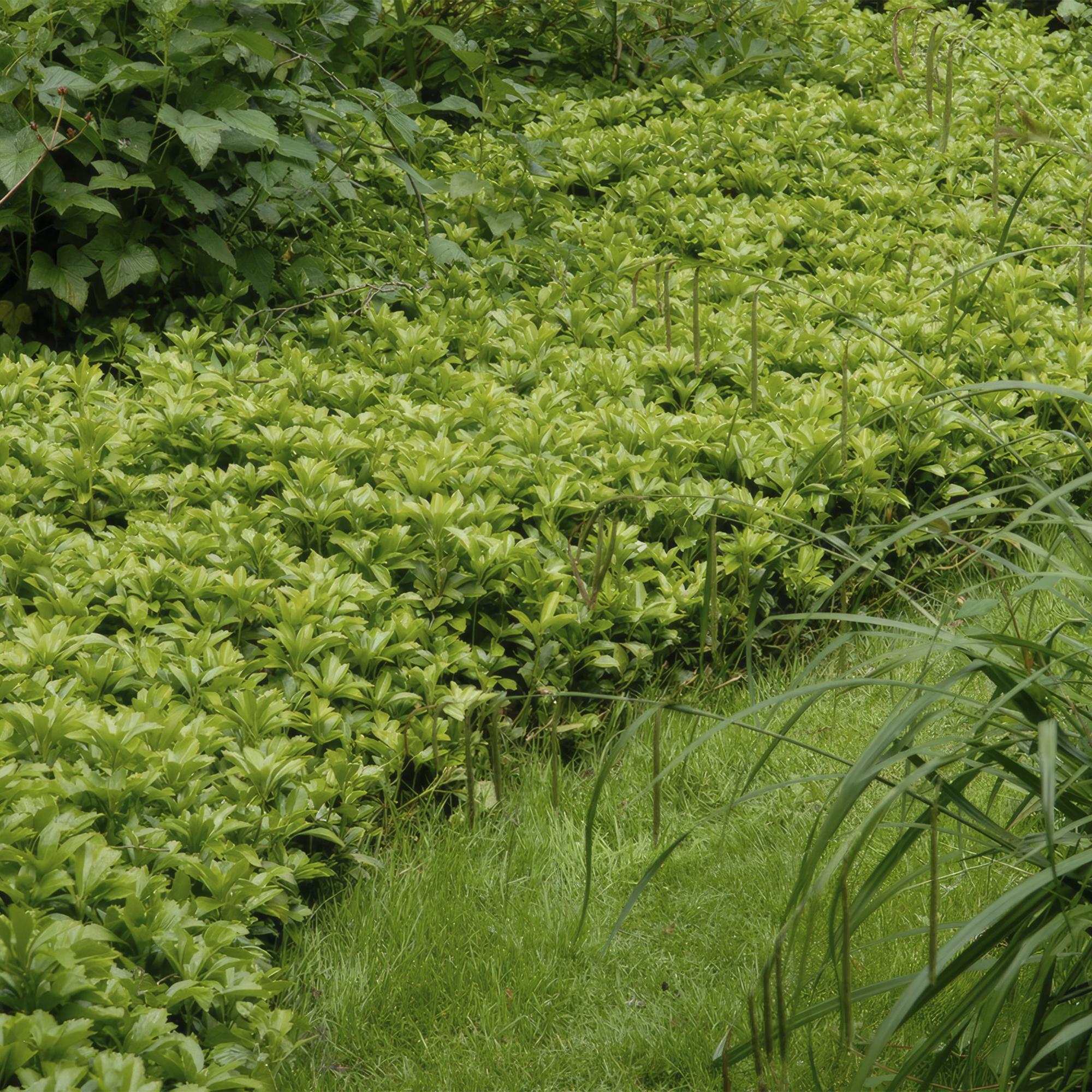 24x Japanischer Spurge - Pachysandra term. 'Green Carpet' | ↕10-25cm | Ø9cm