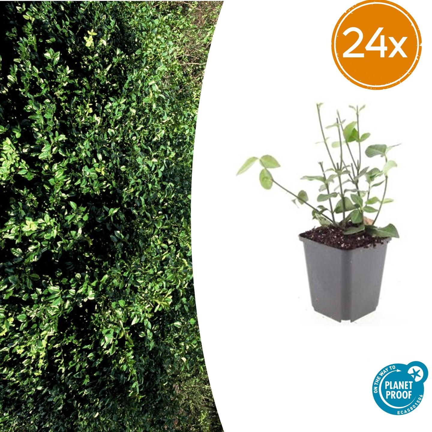 24x Purpurspindelstrauch - Euonymus fort. 'Coloratus' | 10-25cm | Ø9cm