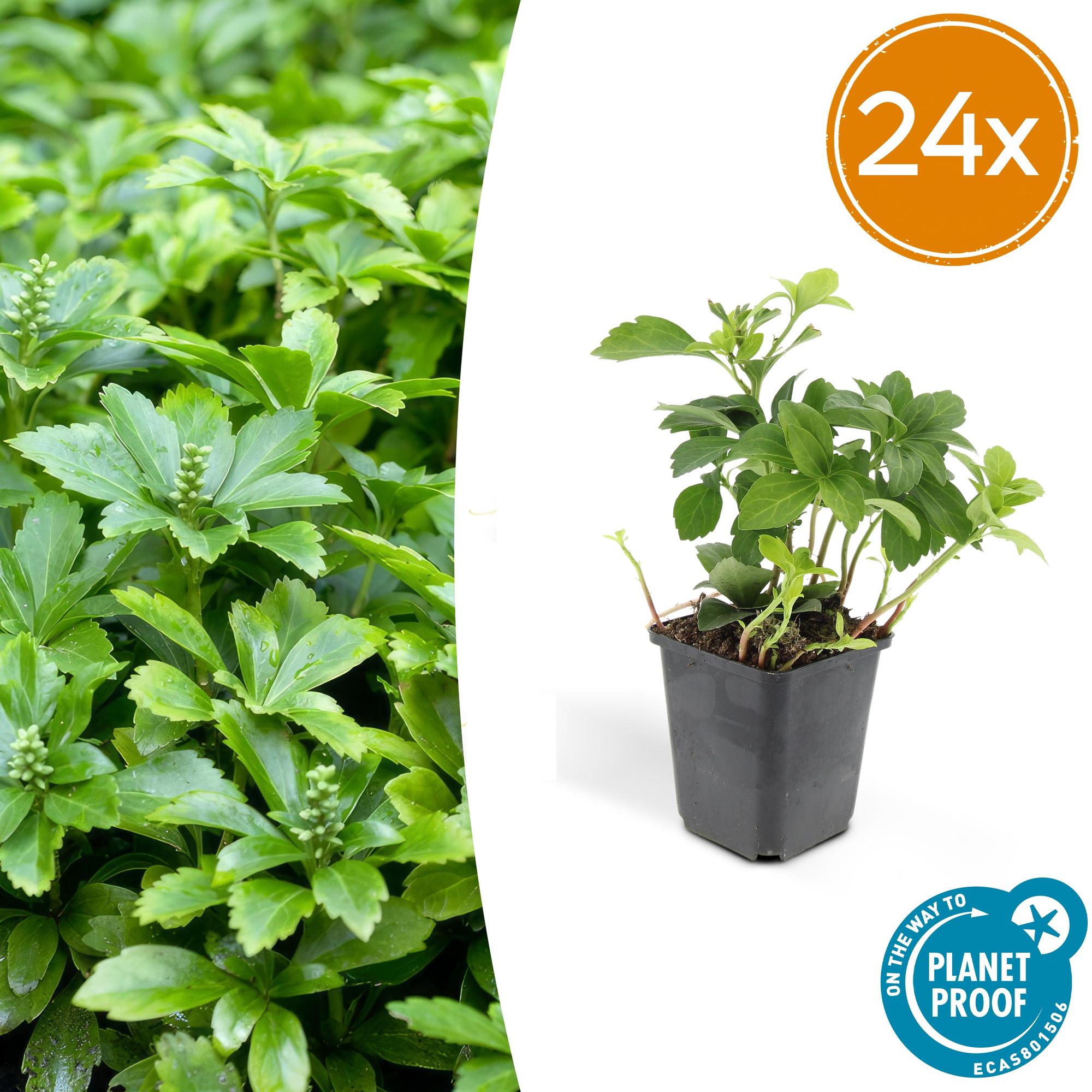 24x Japanischer Spurge - Pachysandra term. 'Green Carpet' | ↕10-25cm | Ø9cm