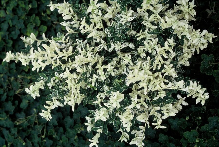 48x Bunter Spindelstrauch - Euonymus fort. 'Harlequin' | 10-25cm | Ø9cm
