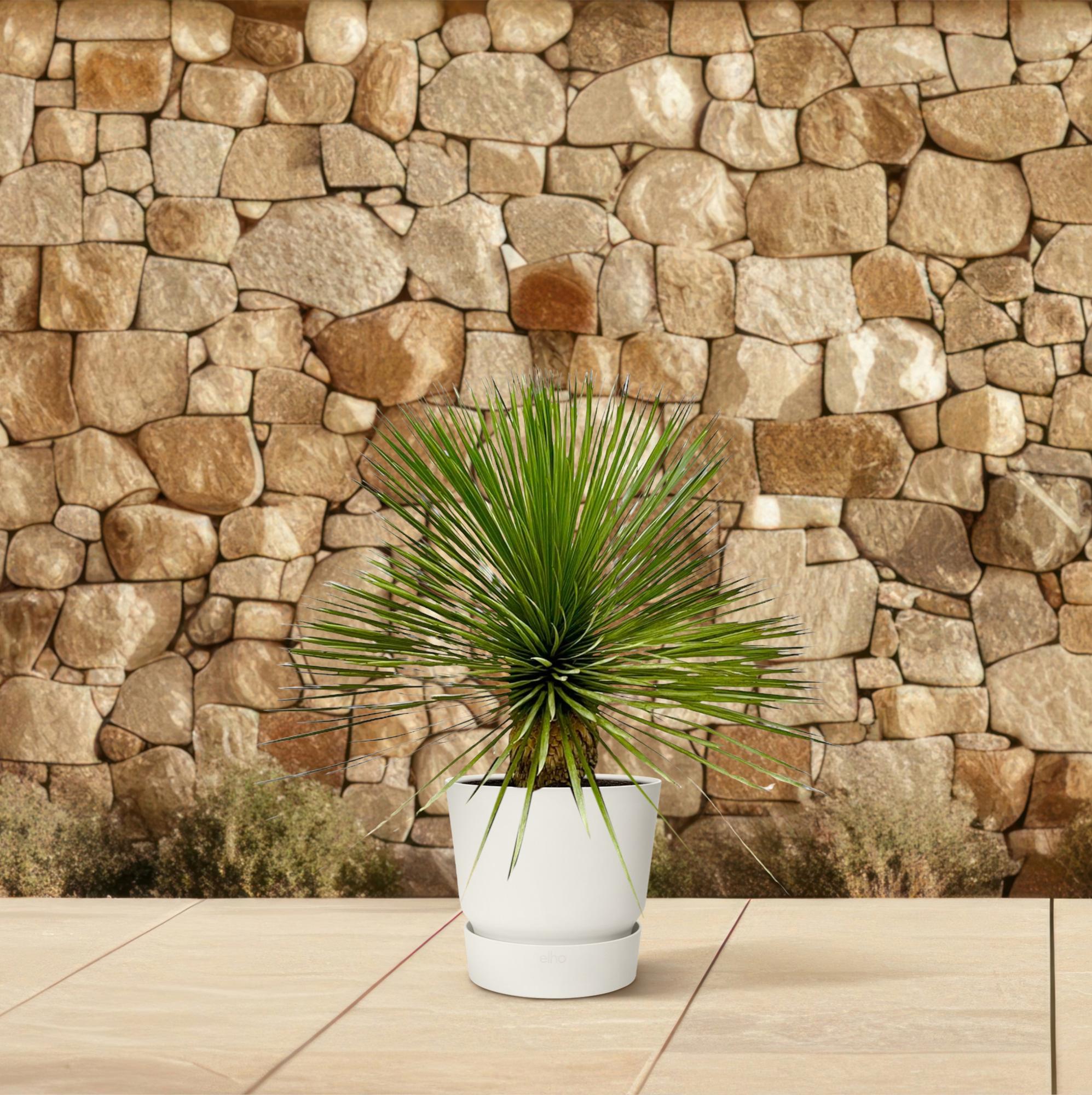 Yucca Rostrata auf Stamm - Beaked Yucca | 60 - 70 cm | Ø30 cm