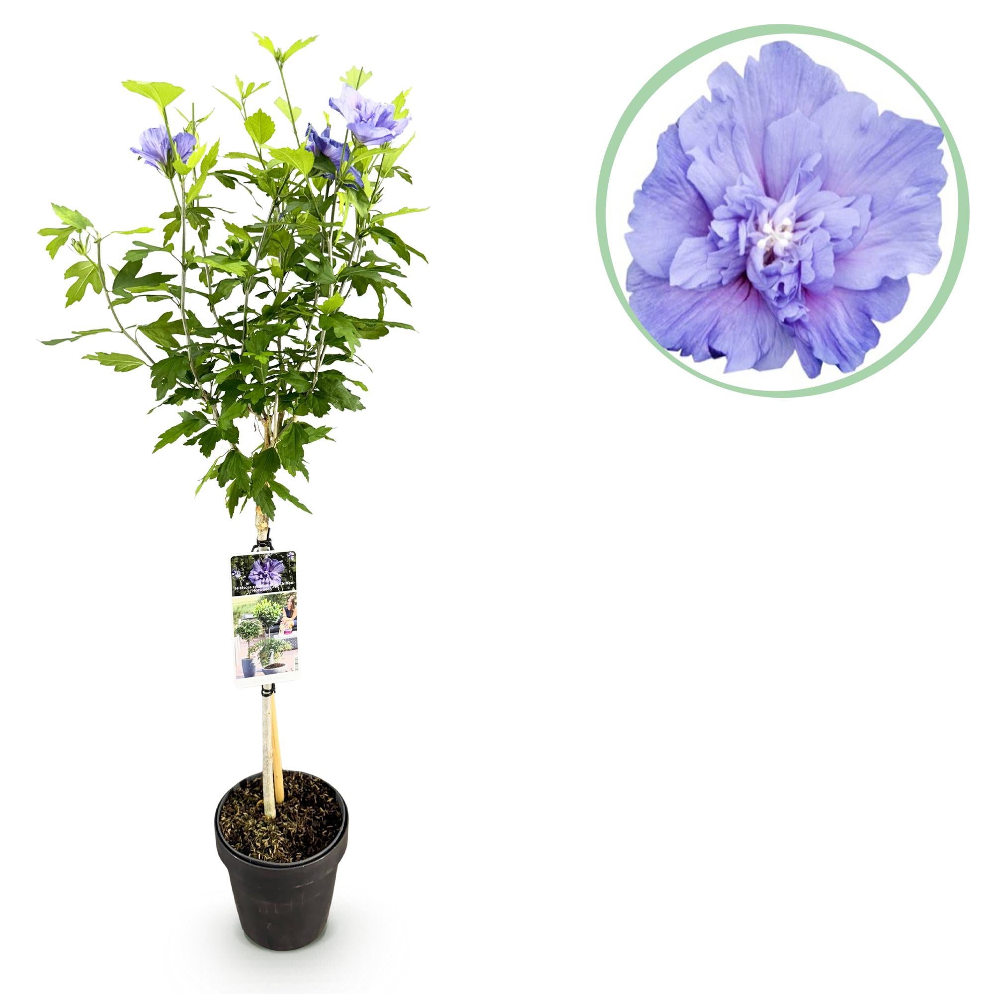 Garteneibisch Blue Chiffon® – Hibiscus syriacus | Stammpflanze | 90 cm | Ø19 cm