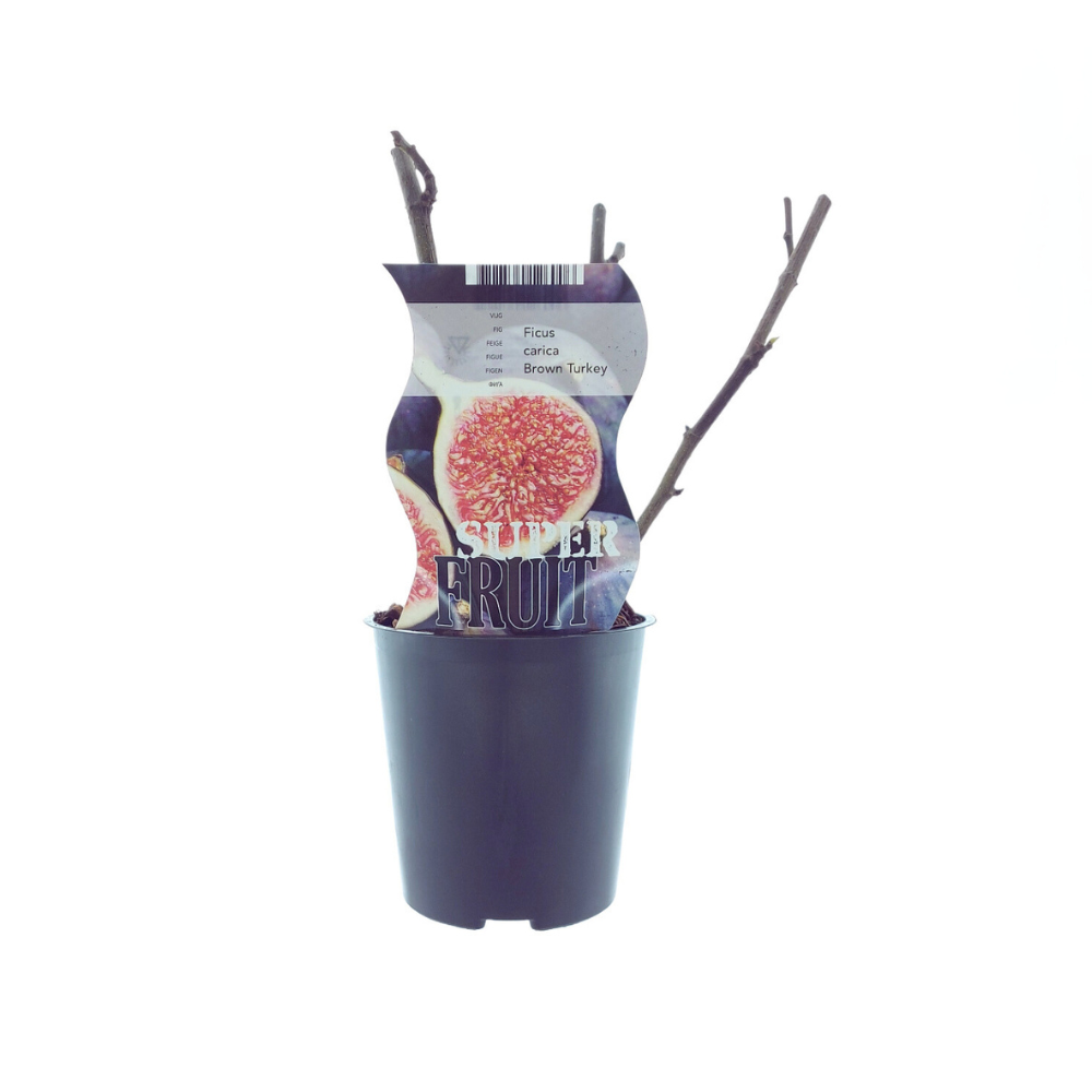 Pfälzer Fruchtfeige - Ficus Brown Turkey (Feige) | Ø12cm - 30cm