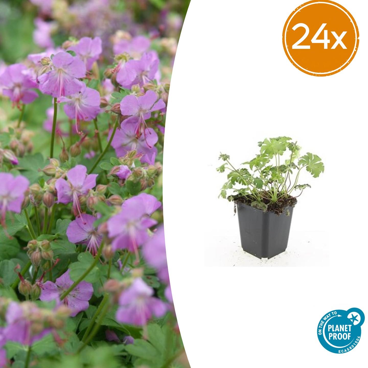 24x Kantabrischer Storchschnabel - Geranium cant. 'Cambridge' | 10-25cm | Ø9cm