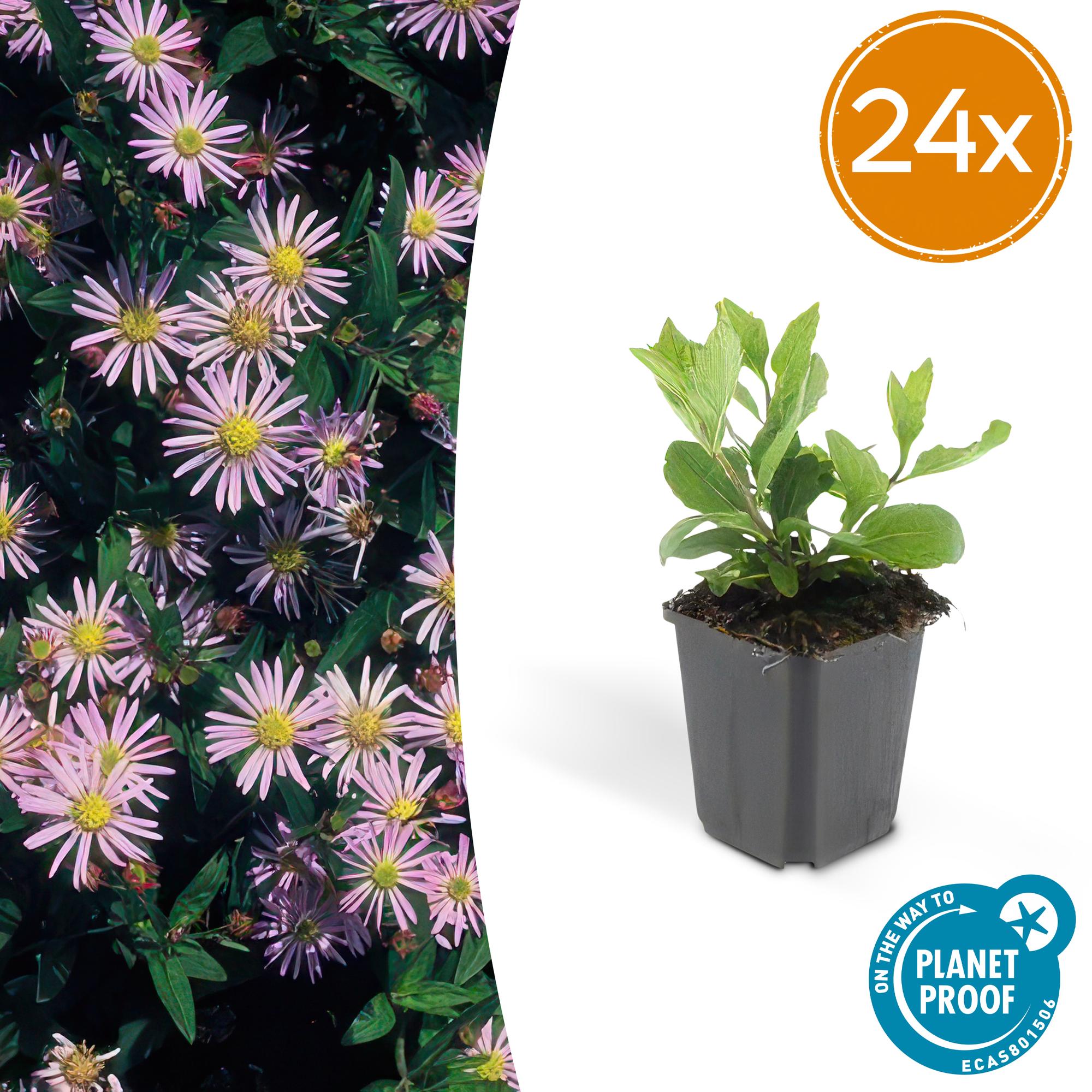 24x Herbstaster - Aster ageratoides 'Asran' | 10-25cm | Ø9cm