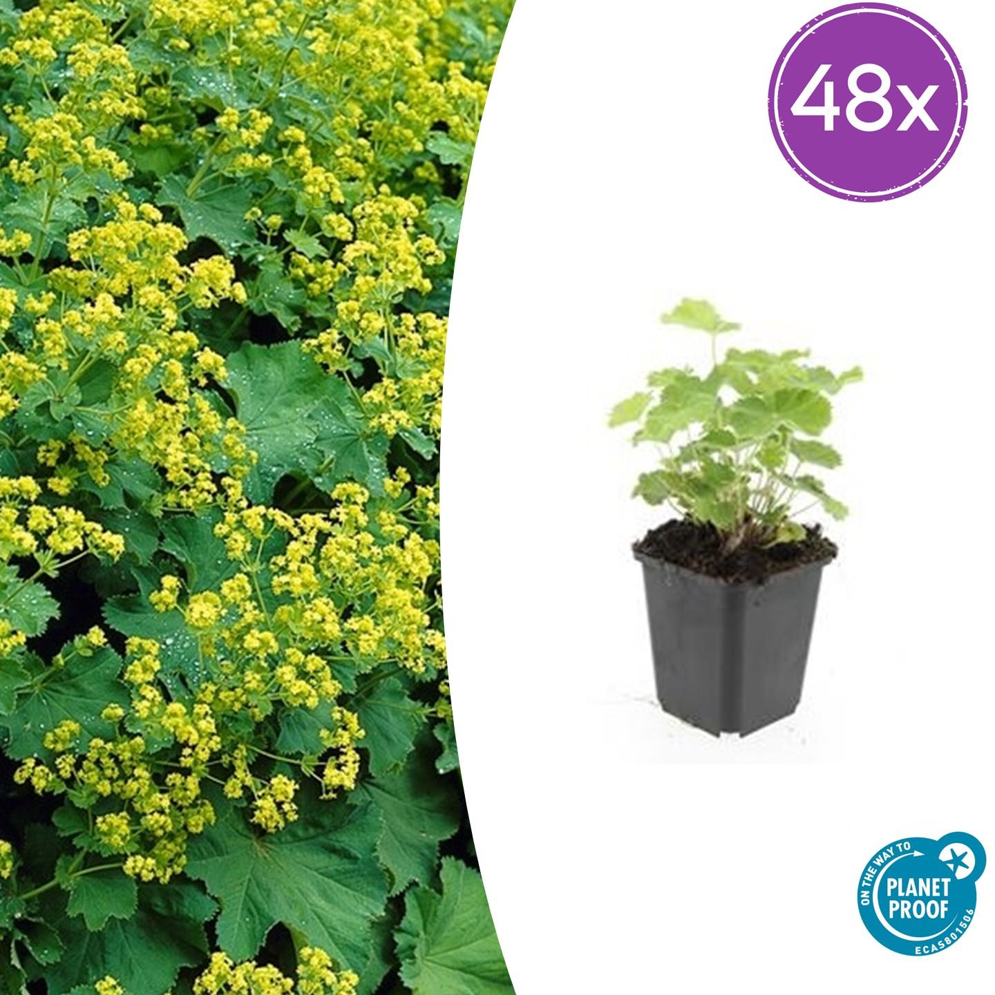 48x Frauenmantel - Alchemilla mollis | ↕10-25cm | Ø9cm