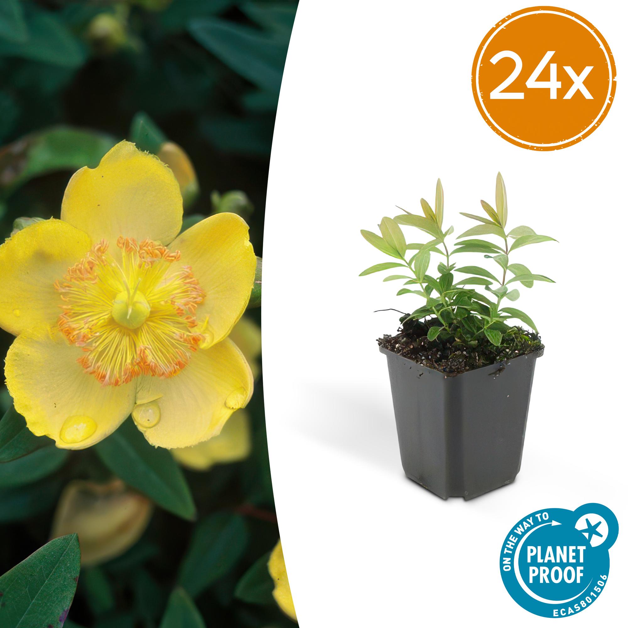 24x Großblütiges Johanniskraut - Hypericum calycinum | 10-25cm | Ø9cm