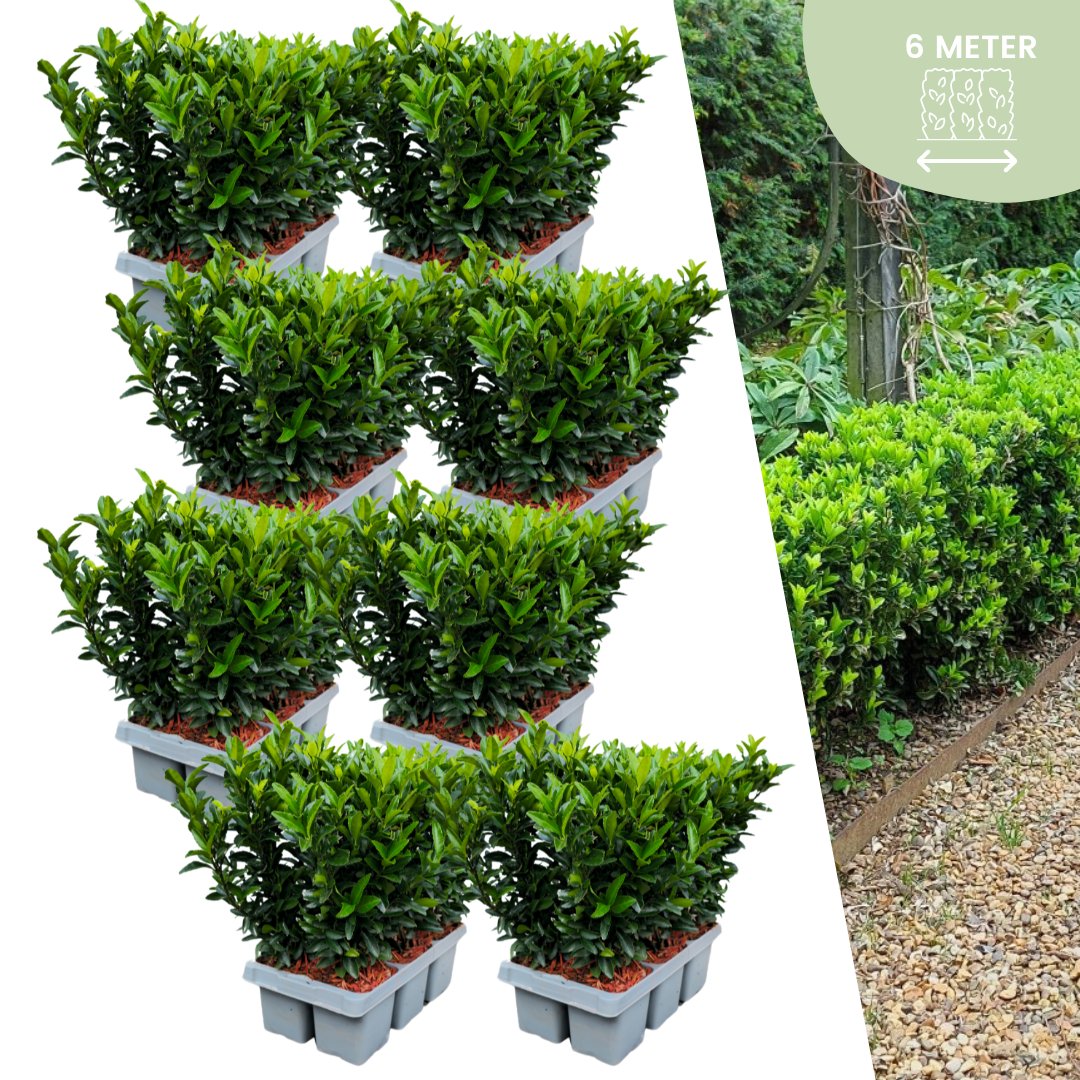 48x Pfaffenhütchen 'Green Spire' – Euonymus japonicus | für 6m Hecke | Ø7 cm | 15 cm