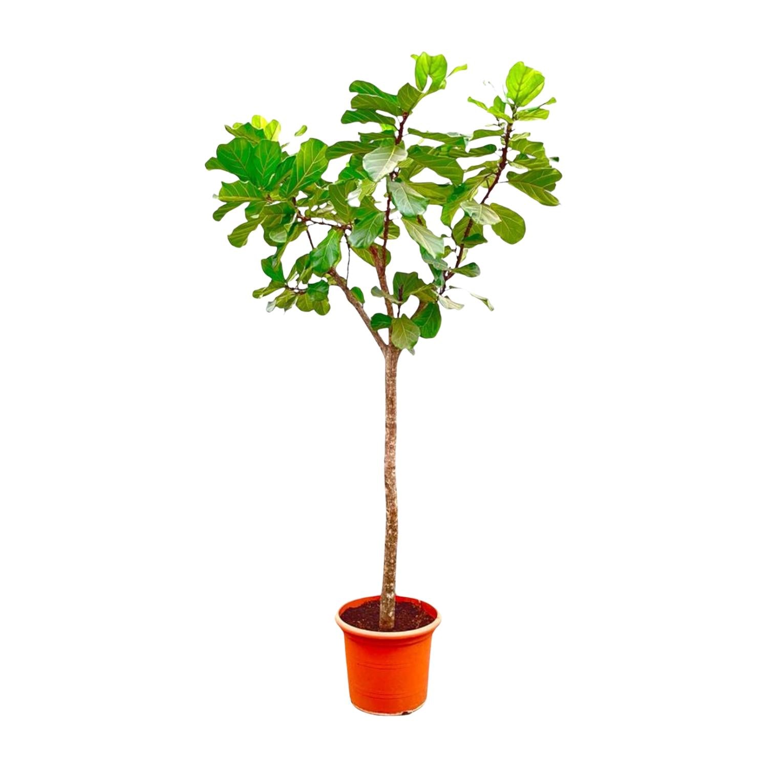 XXL Geigen-Feigenbaum – Ficus Lyrata Baum XXL | 270 cm | Ø45 cm