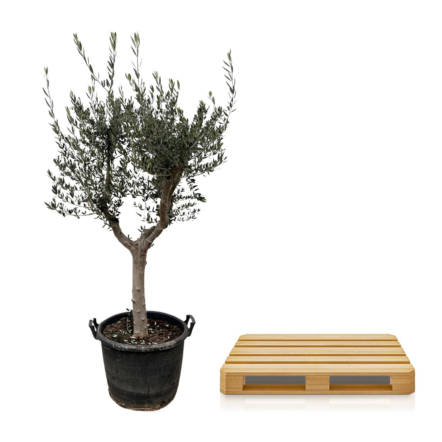 XXL Olivenbaum - Olea Europaea Cultivo | 220 cm | Ø40 cm