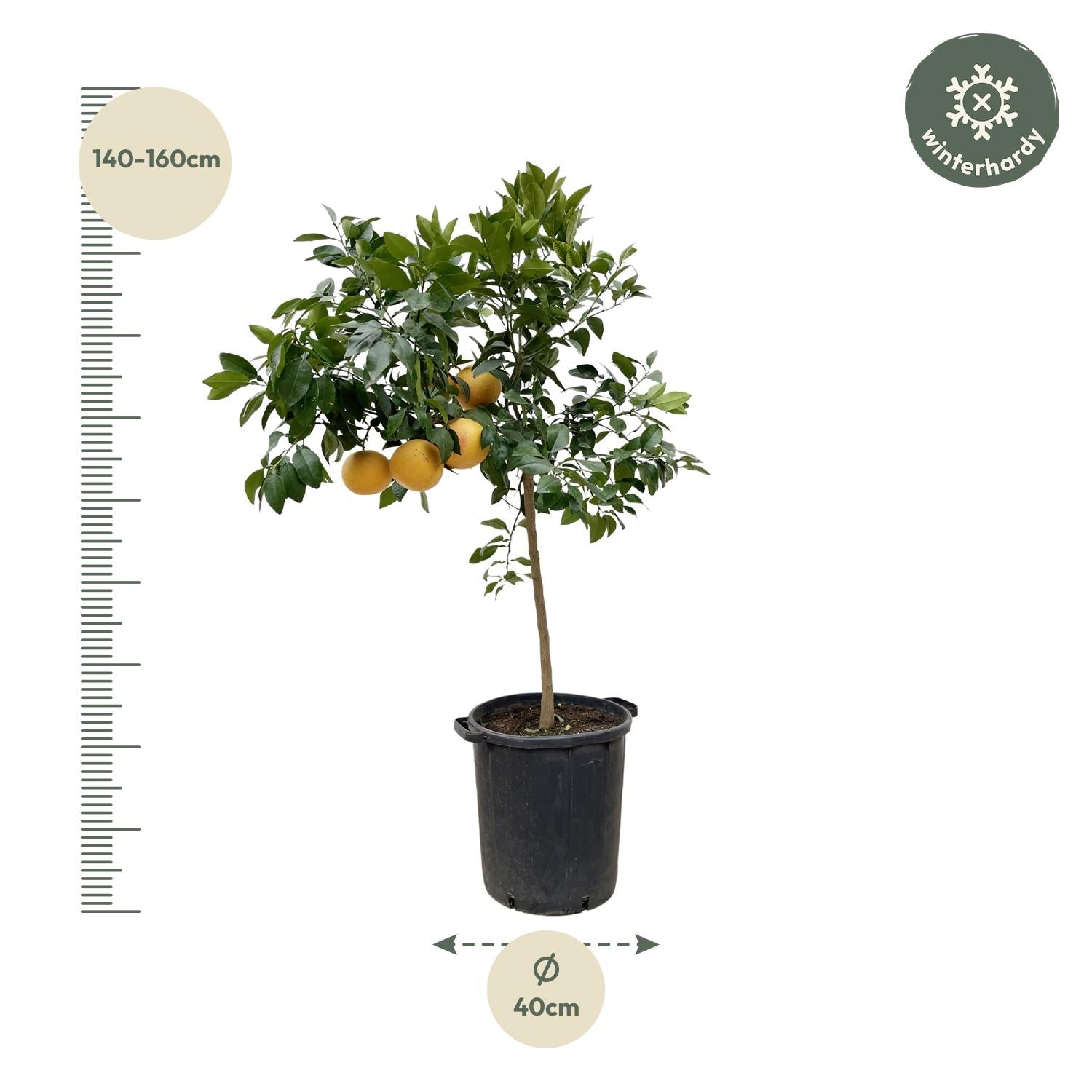 Grapefruitbaum - Citrus Pompelmo | 150 cm | Ø40 cm