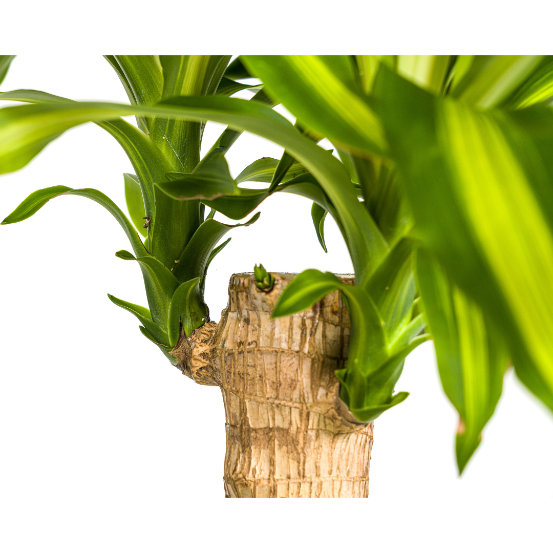 Duftender Drachenbaum - Dracaena Fragrans Massangeana | 90 - 110cm | Ø21cm