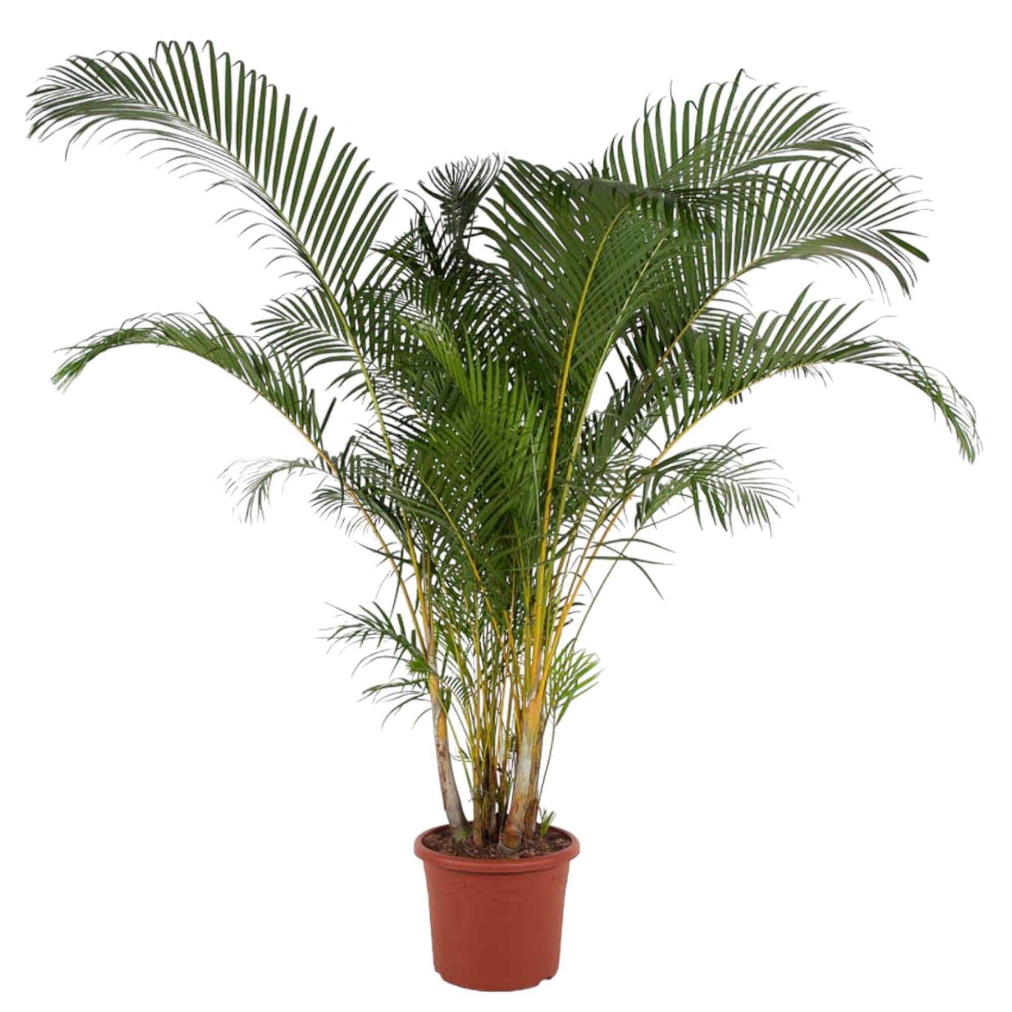 Dypsis Lutescens - Goldfruchtpalme XXL | 240 cm | Ø48 cm