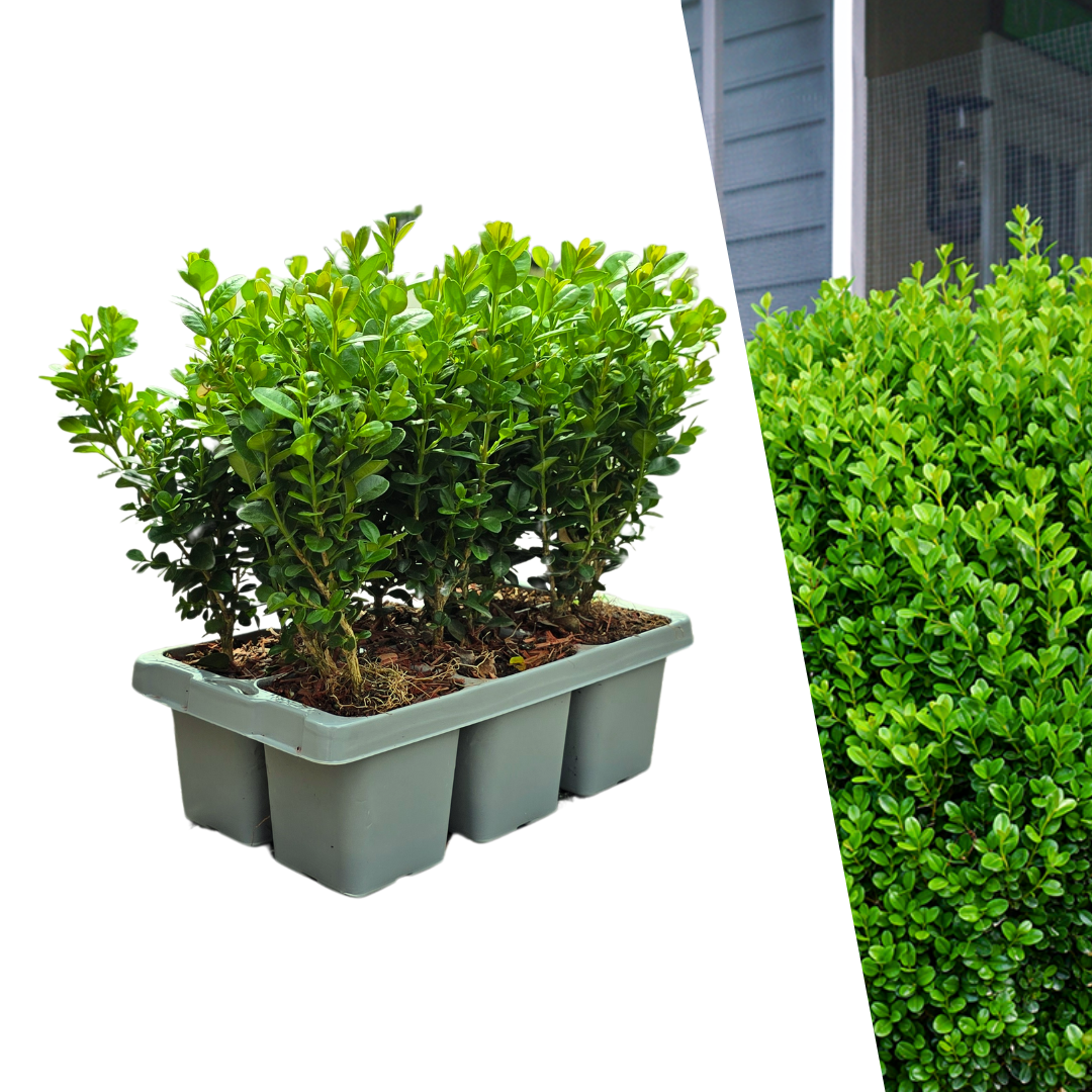 6x Buchsbaum 'NewGen Freedom' | je Ø7 cm – ↕15 cm