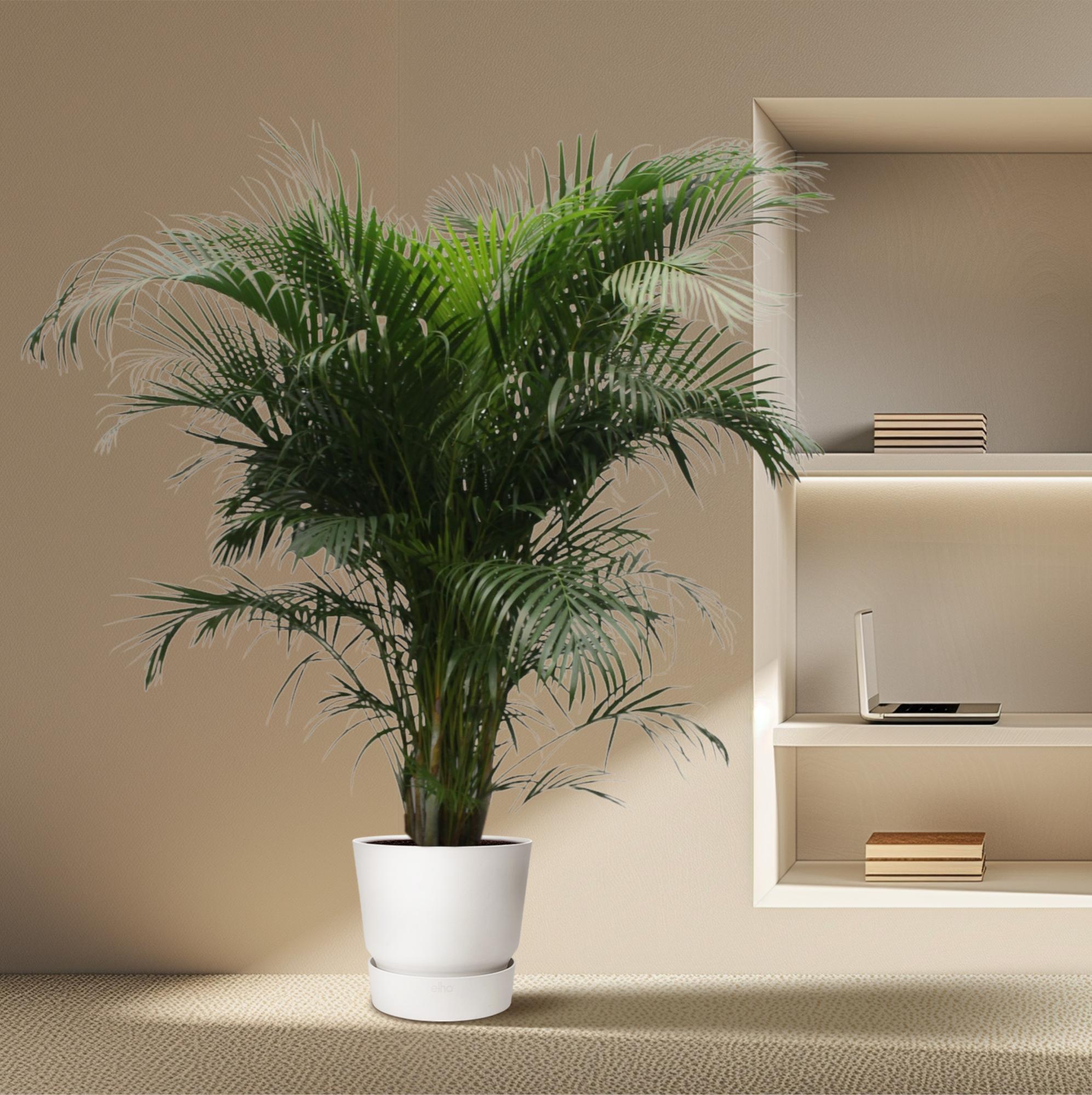 XXL Goldfruchtpalme - Dypsis Lutescens | 230 cm | Ø40 cm