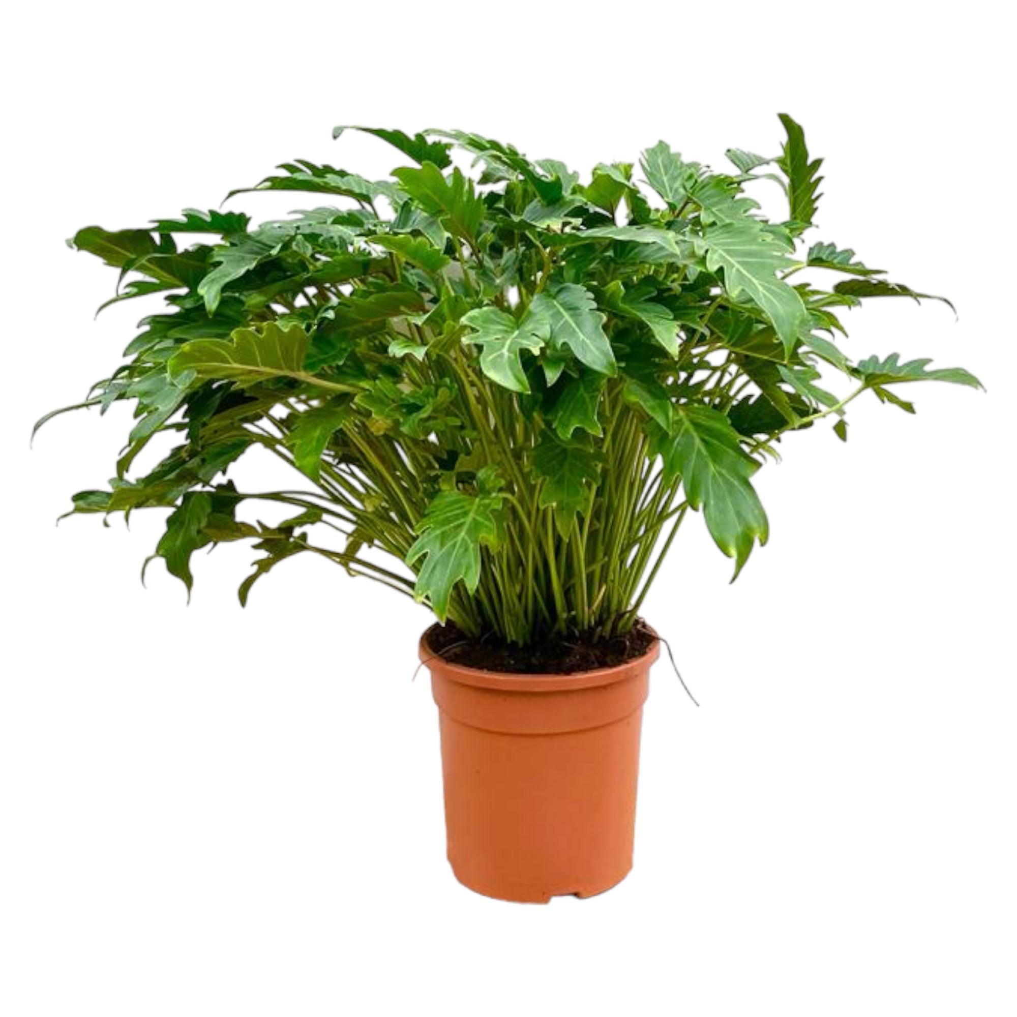 Philodendron Xanadu - Philodendron | 80 cm | Ø27 cm