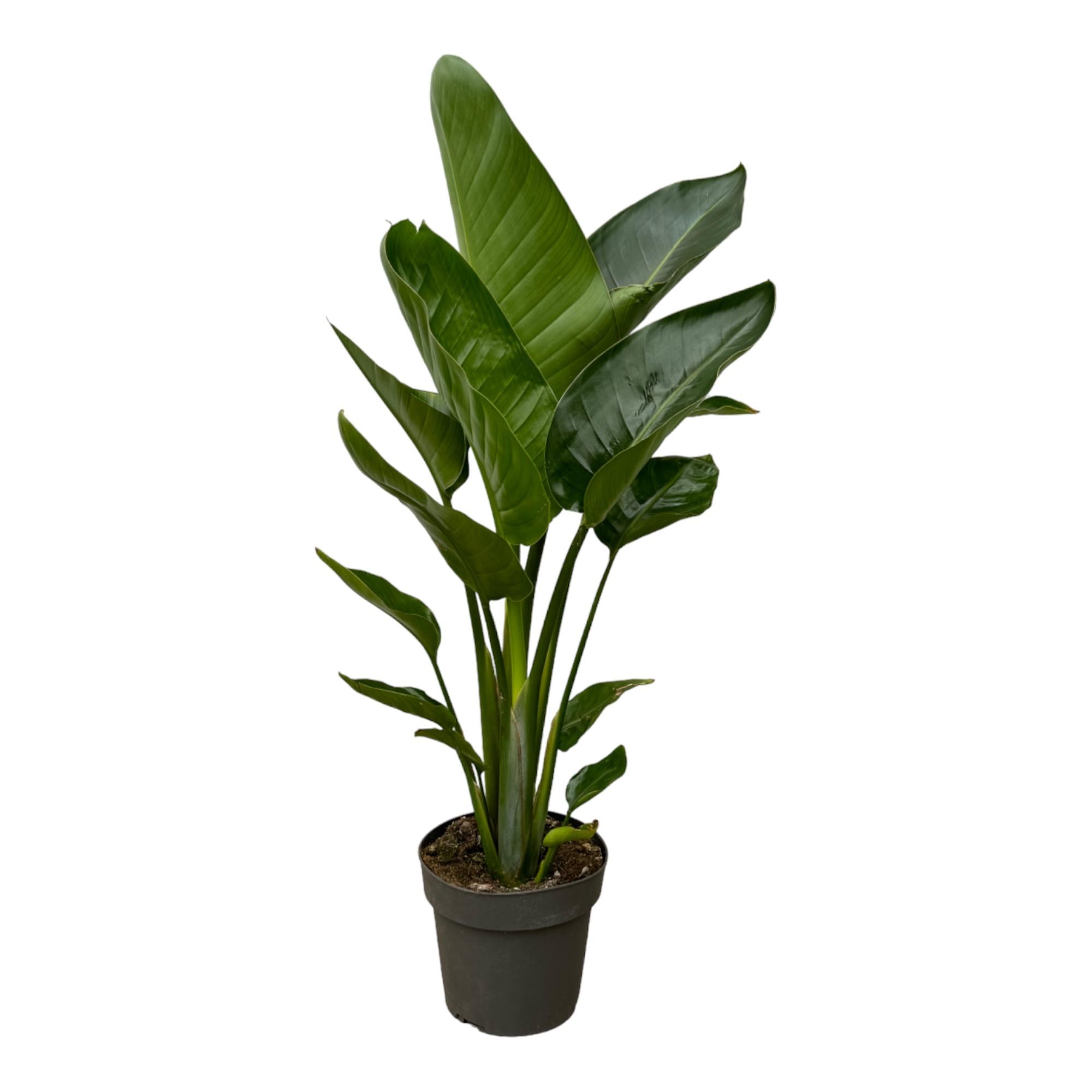 Weiße Paradiesvogelblume - Strelitzia Nicolai | 90 cm | Ø19cm