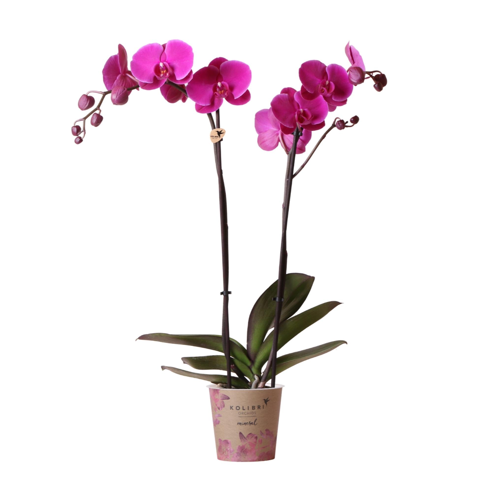 Lila Phalaenopsis Orchidee - Mineral violett Joyride - Topfgröße 12 cm | blühende Zimmerpflanze - frisch vom Züchter