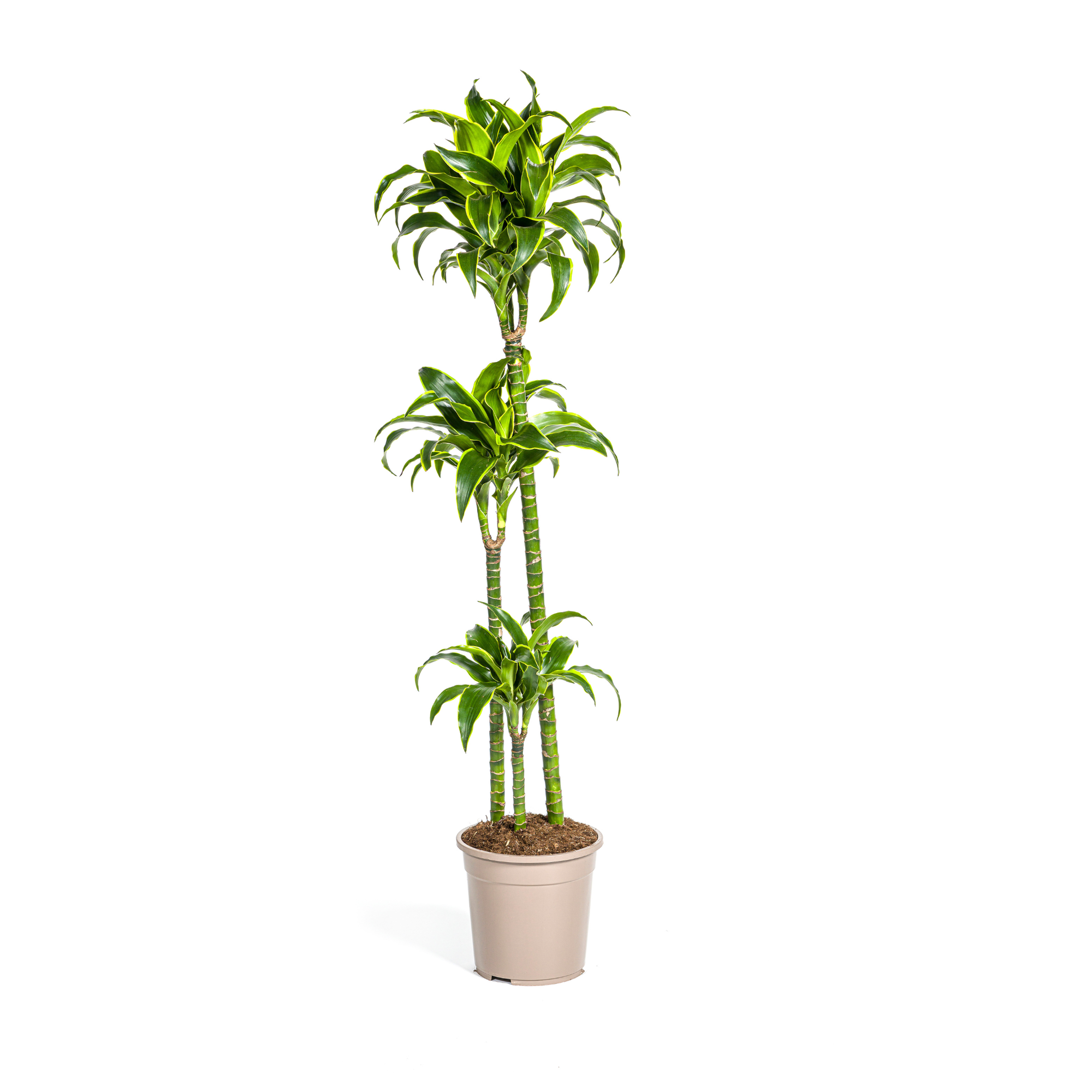Goldener Drachenbaum - Dracaena Deremensis Dorado | 120 - 140cm | Ø24cm