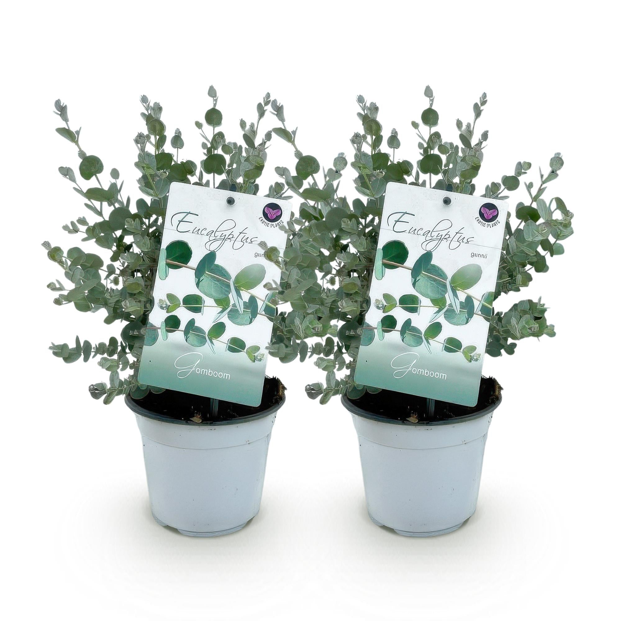 2x Eukalyptusbaum – Eukalyptus gunnii | Ø14 cm | 30 cm