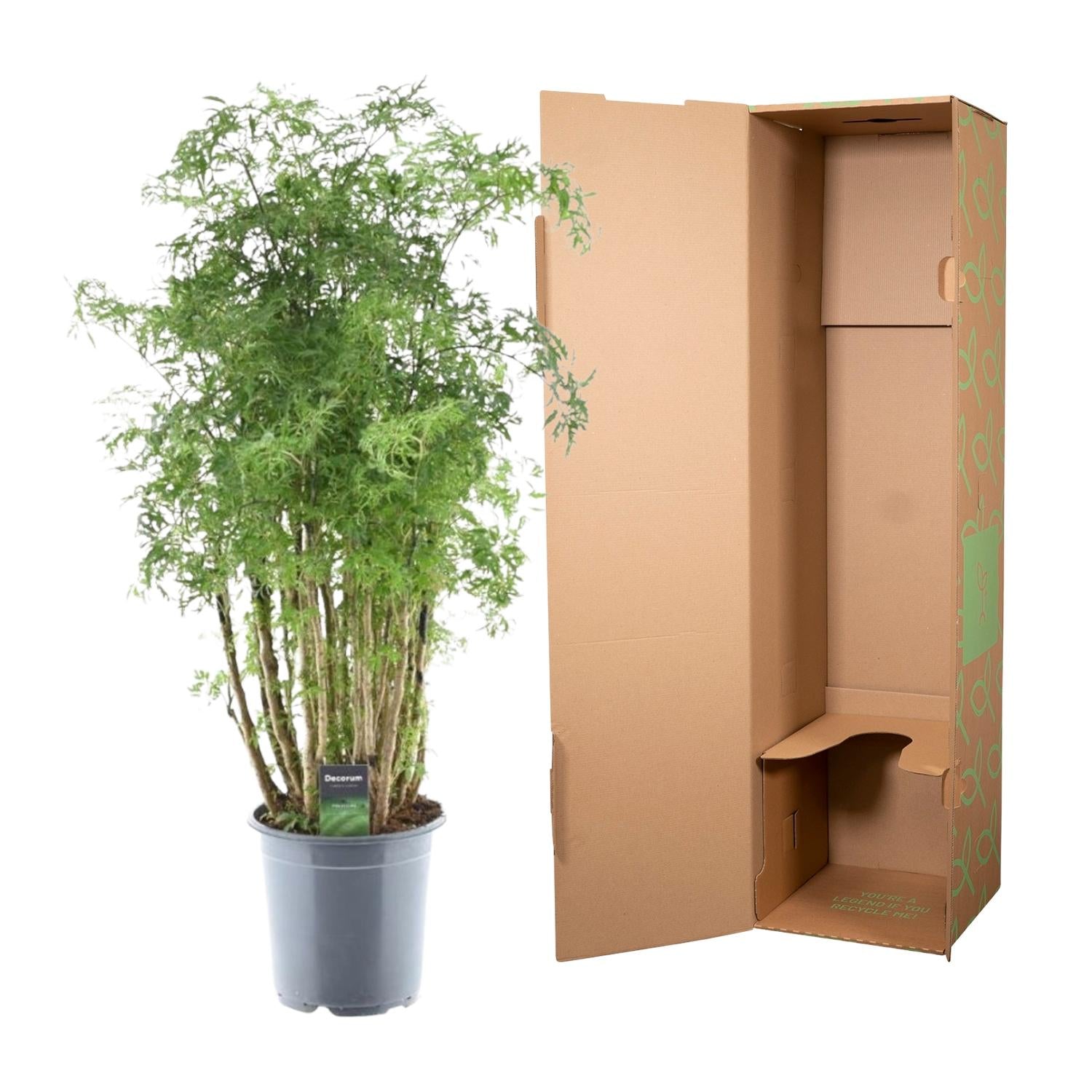 Aralia - Polyscias Hawaiiana Ming | 100 cm | Ø24cm