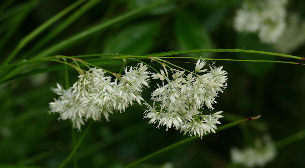 48x Schneeschwingel - Luzula nivea | 10-25cm | Ø9cm
