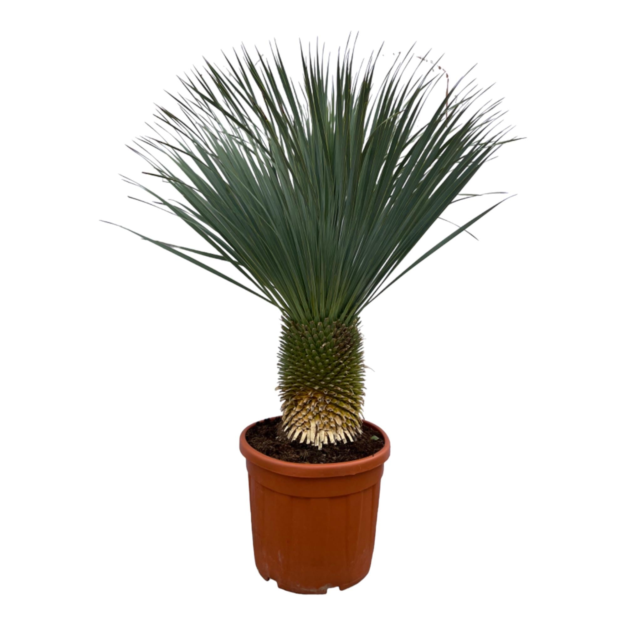 Beaked Yucca - Yucca Rostrata | 160 cm | Ø50cm