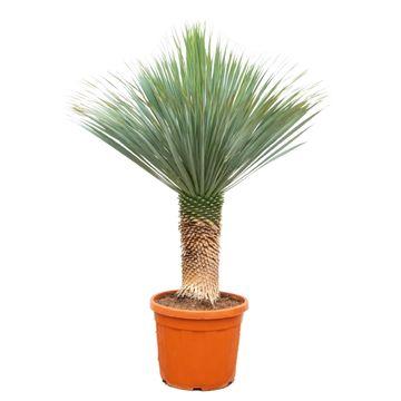 Yucca Rostrata - Beaked Yucca | 170cm | Ø55