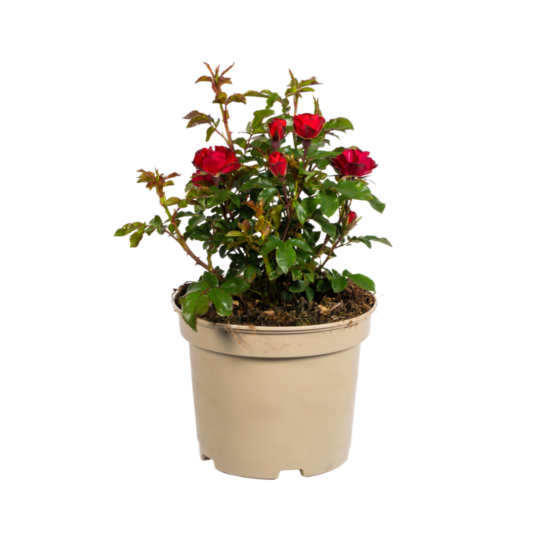 Zepeti-Rose - Rosa Zepeti | 35-40 cm | Ø19 cm