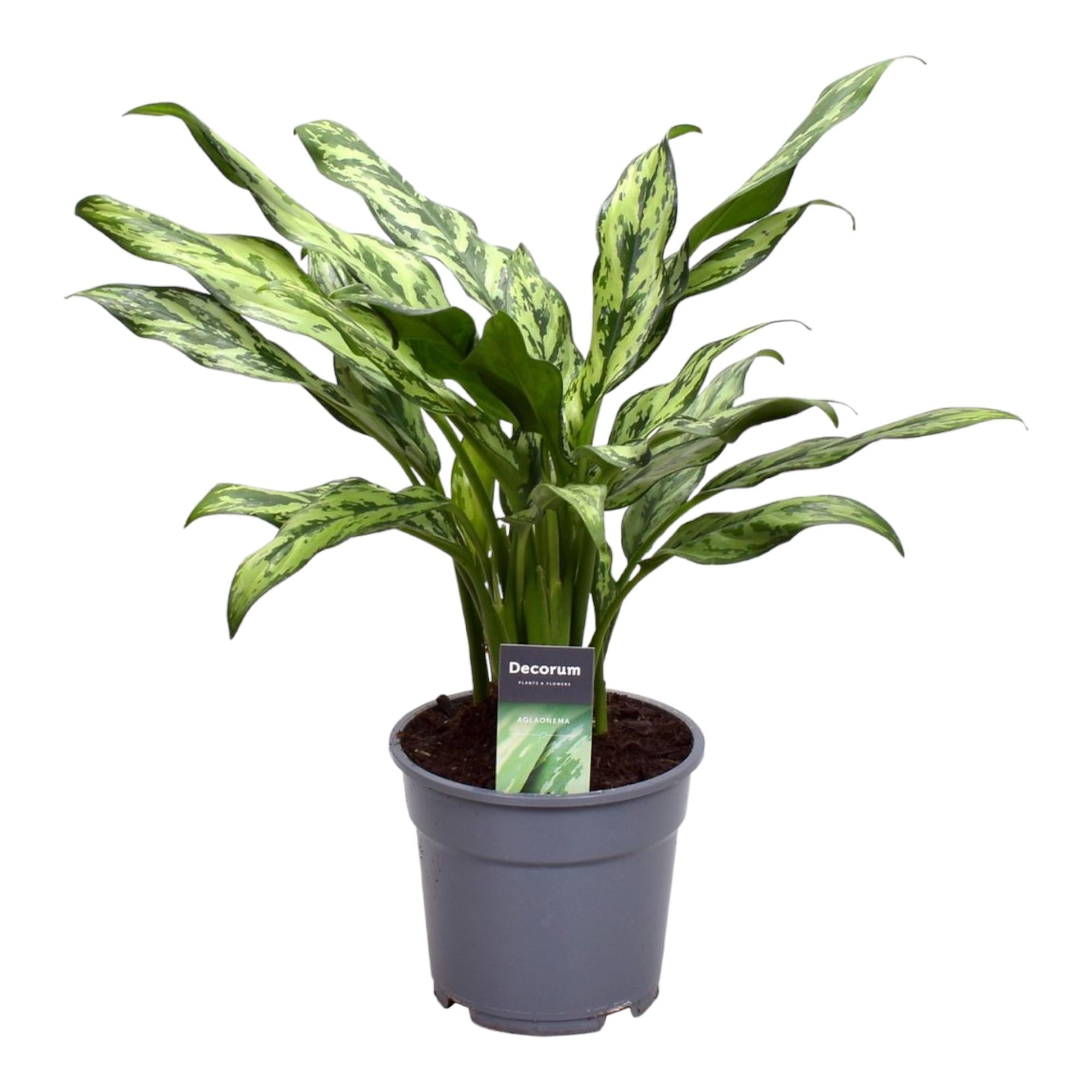 Chinesischer Immergrün - Aglaonema Juliette| 40 cm | Ø12cm