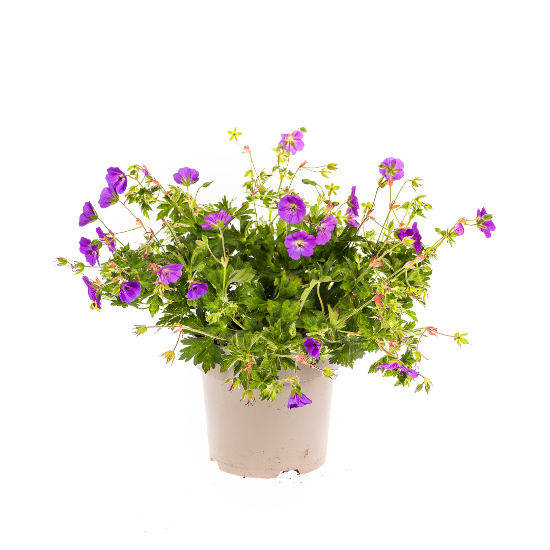 Rosannas Storchschnabel - Geranium Rozanne Purple | ↕20-30 cm | Ø19 cm