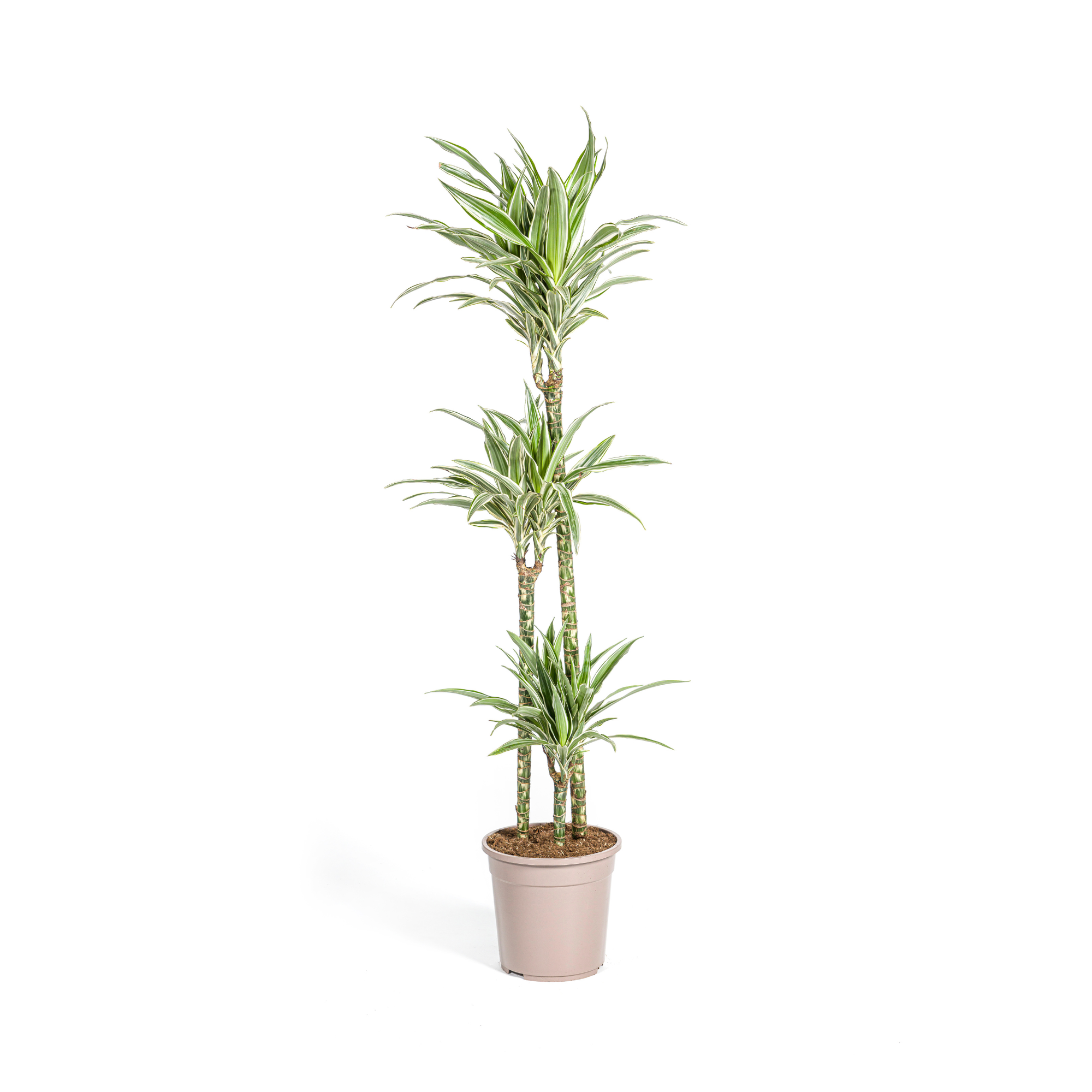 Drachenbaum - Dracaena Deremensis White Stripe | 130 - 150cm | Ø24cm