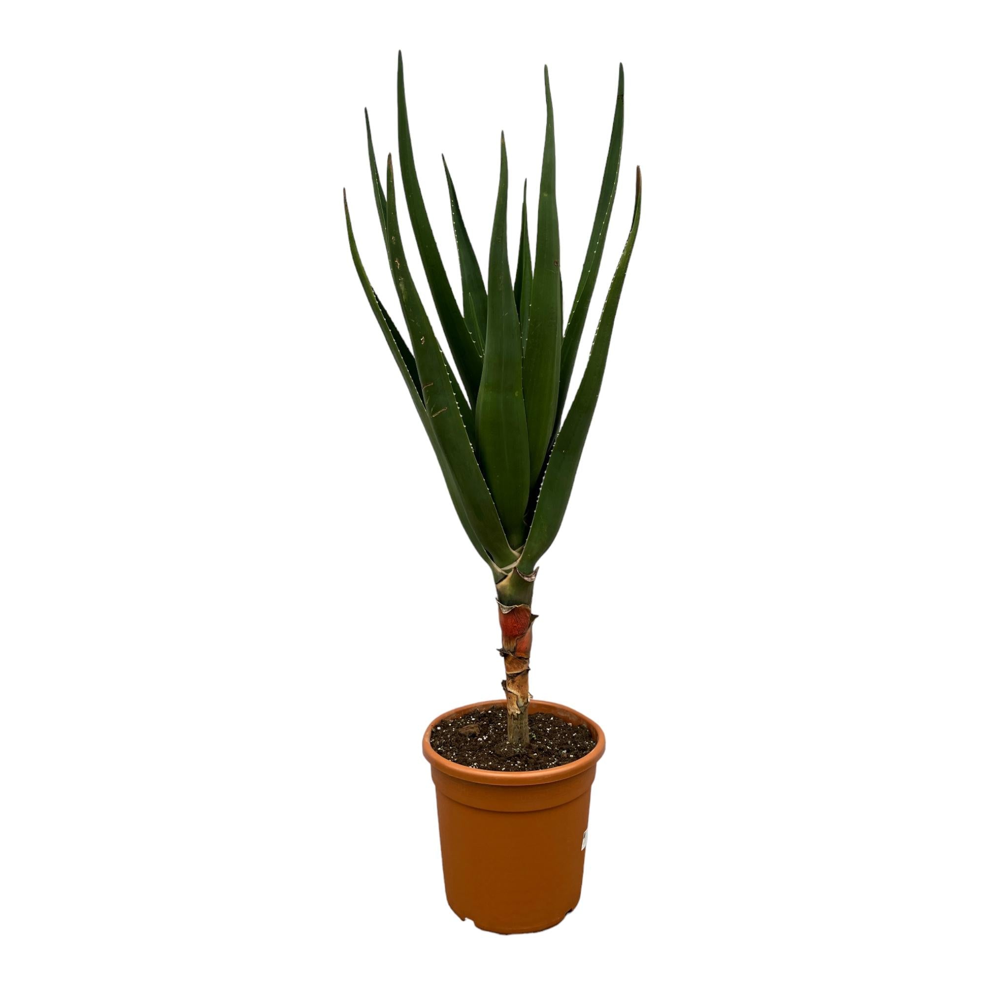 Baum-Aloe - Aloë Barberae | 190 cm | Ø30 cm