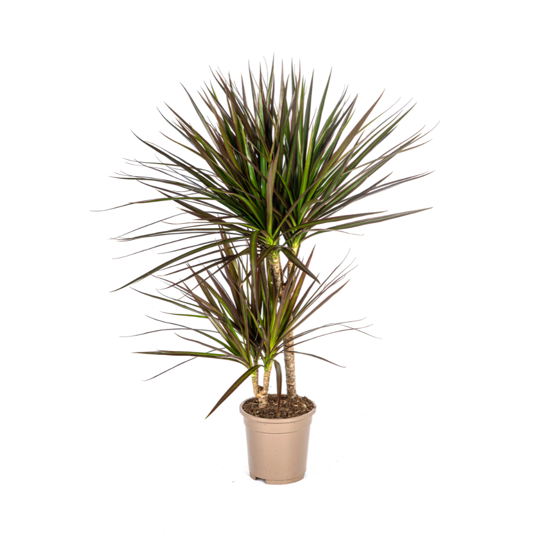 Drachenbaum - Dracaena Marginata Magenta | 50 - 70cm | Ø17cm