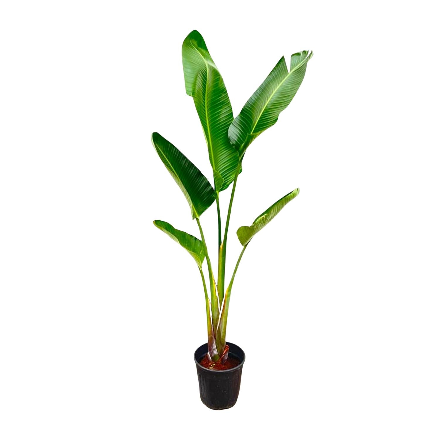Baum-Strelitzie – Strelitzia Augusta | 210 cm | Ø30 cm