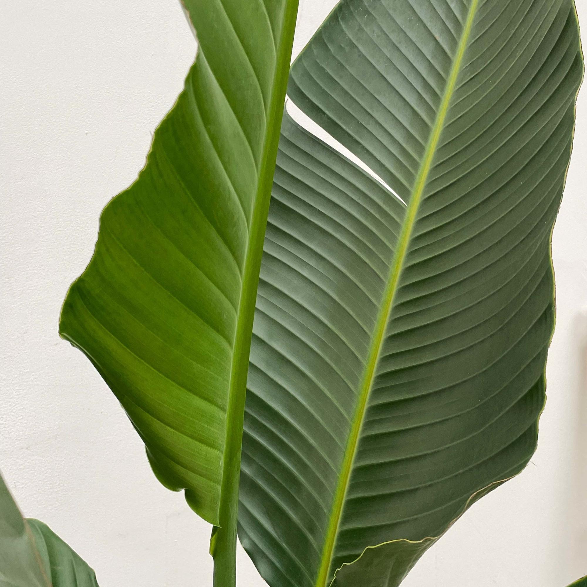 Strelitzia Augusta Multistamm - Weiße Paradiesvogelblume XXL | 250 cm | Ø30-40 cm